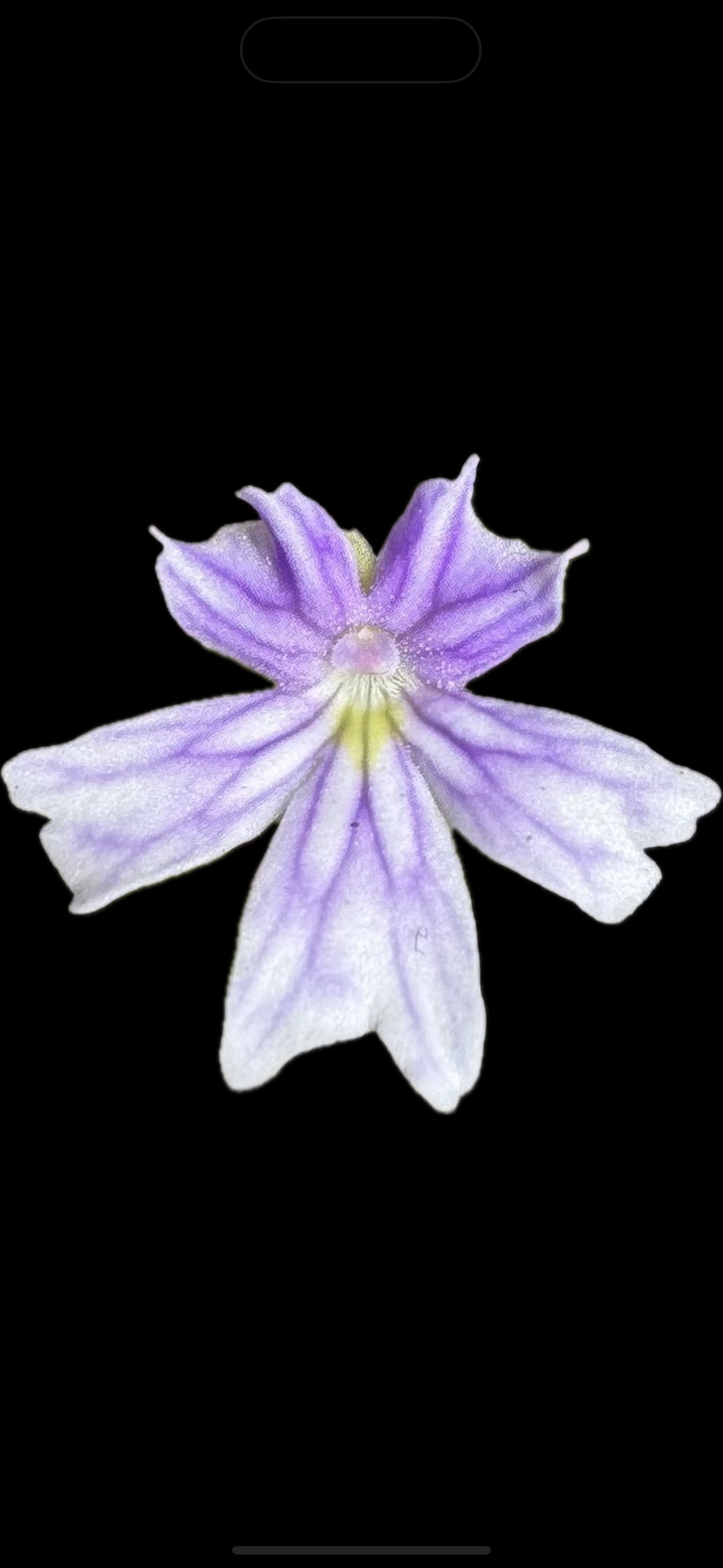 Pinguicula Emarginata
