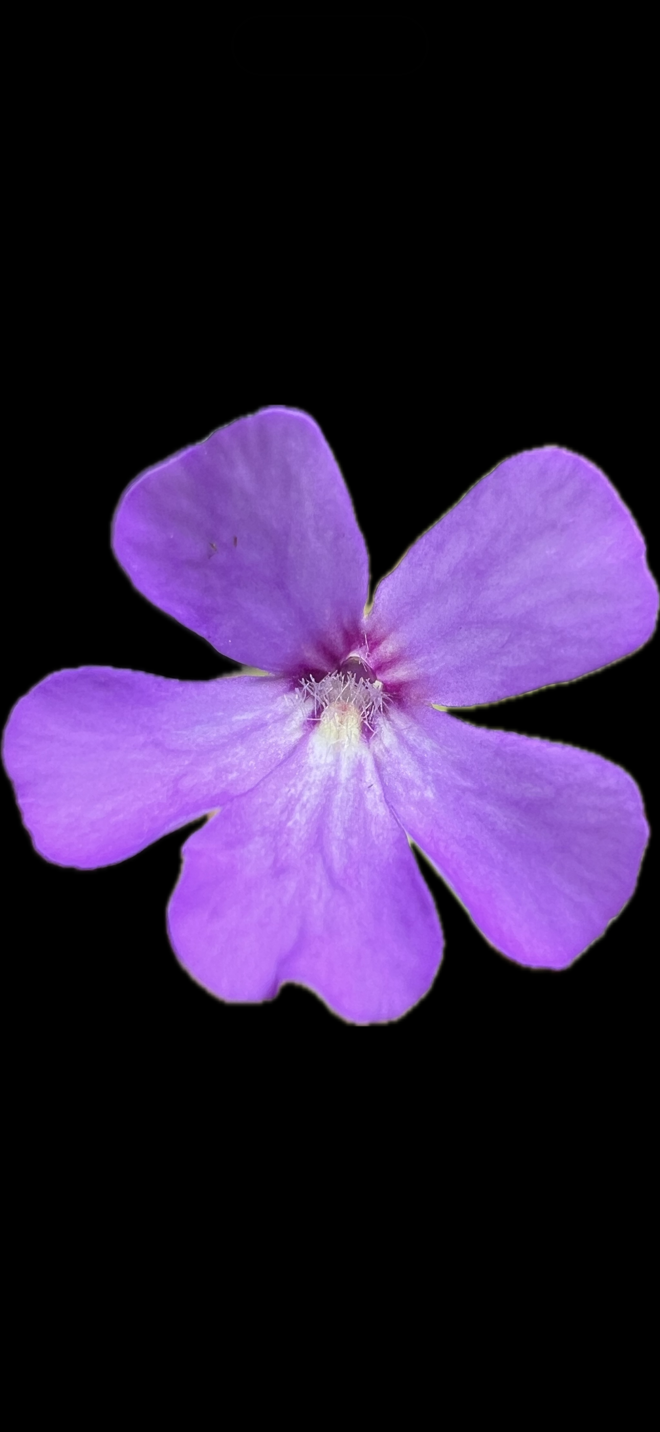 IMG_7327.png