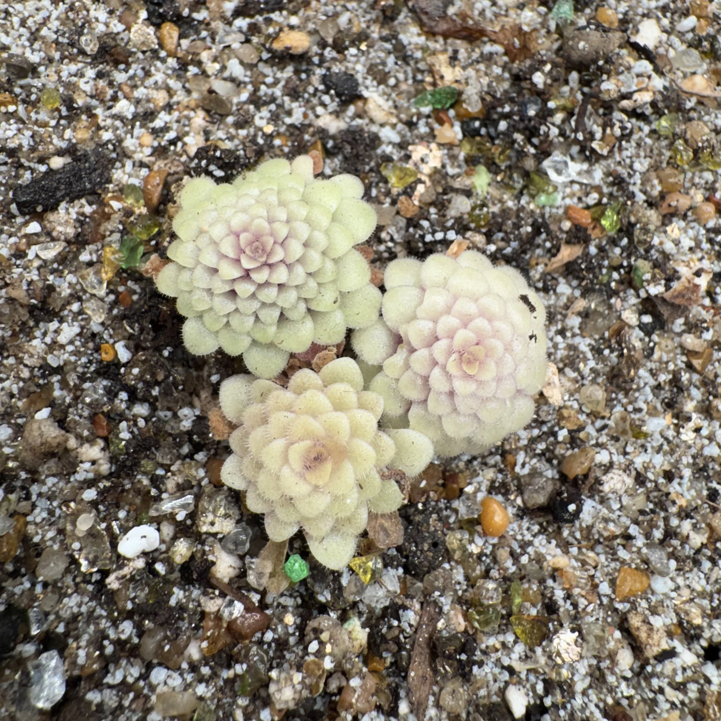 Pinguicula Moranensis Cyclamen x Huahuapan