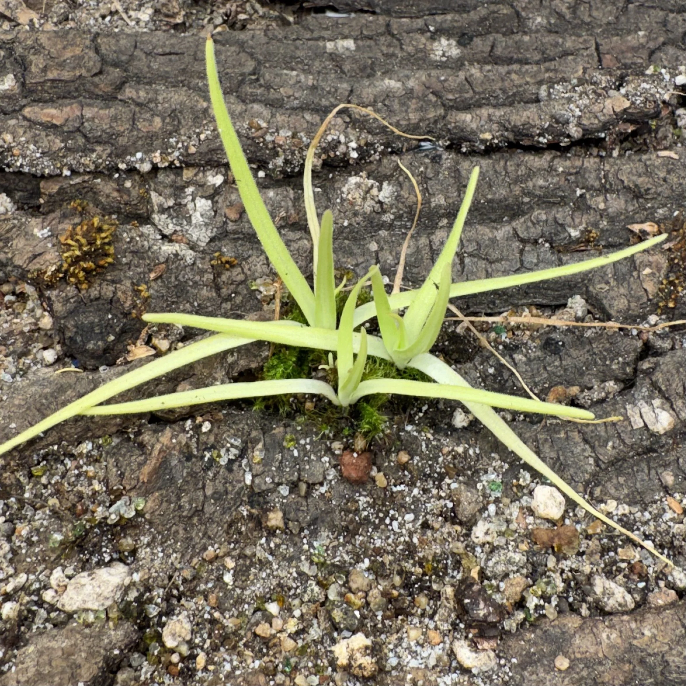Pinguicula Moctezumae {Very big flower. clone selected on a type locality}