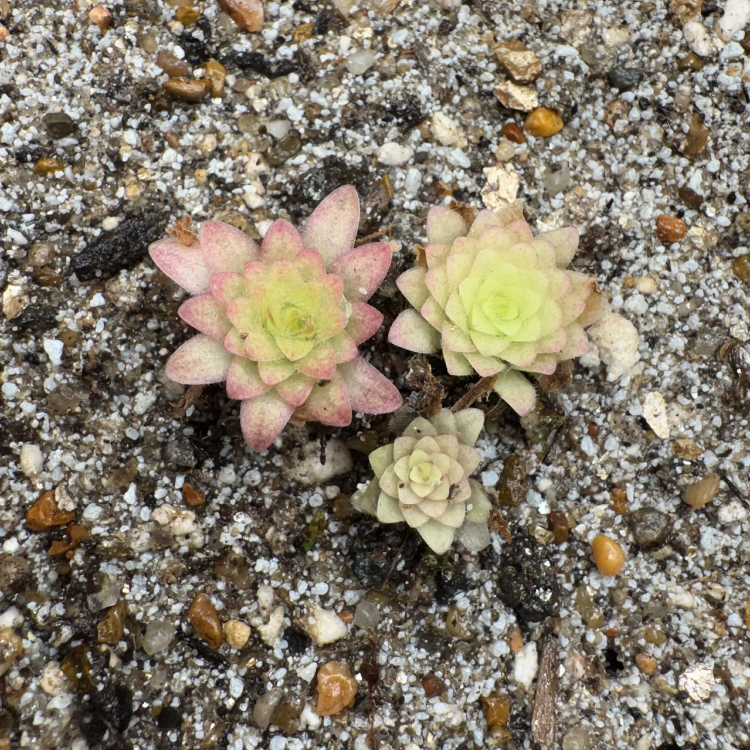 Pinguicula Libelulita x Moctezumae