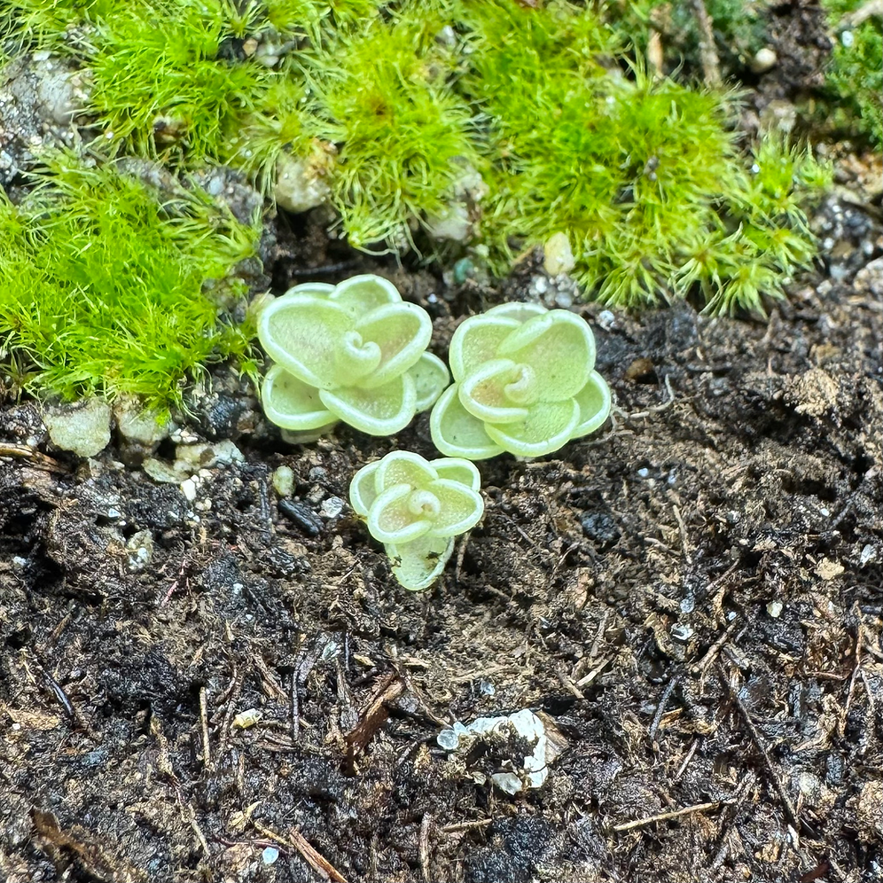 Pinguicula Esseriana {Minas de Asbestos}