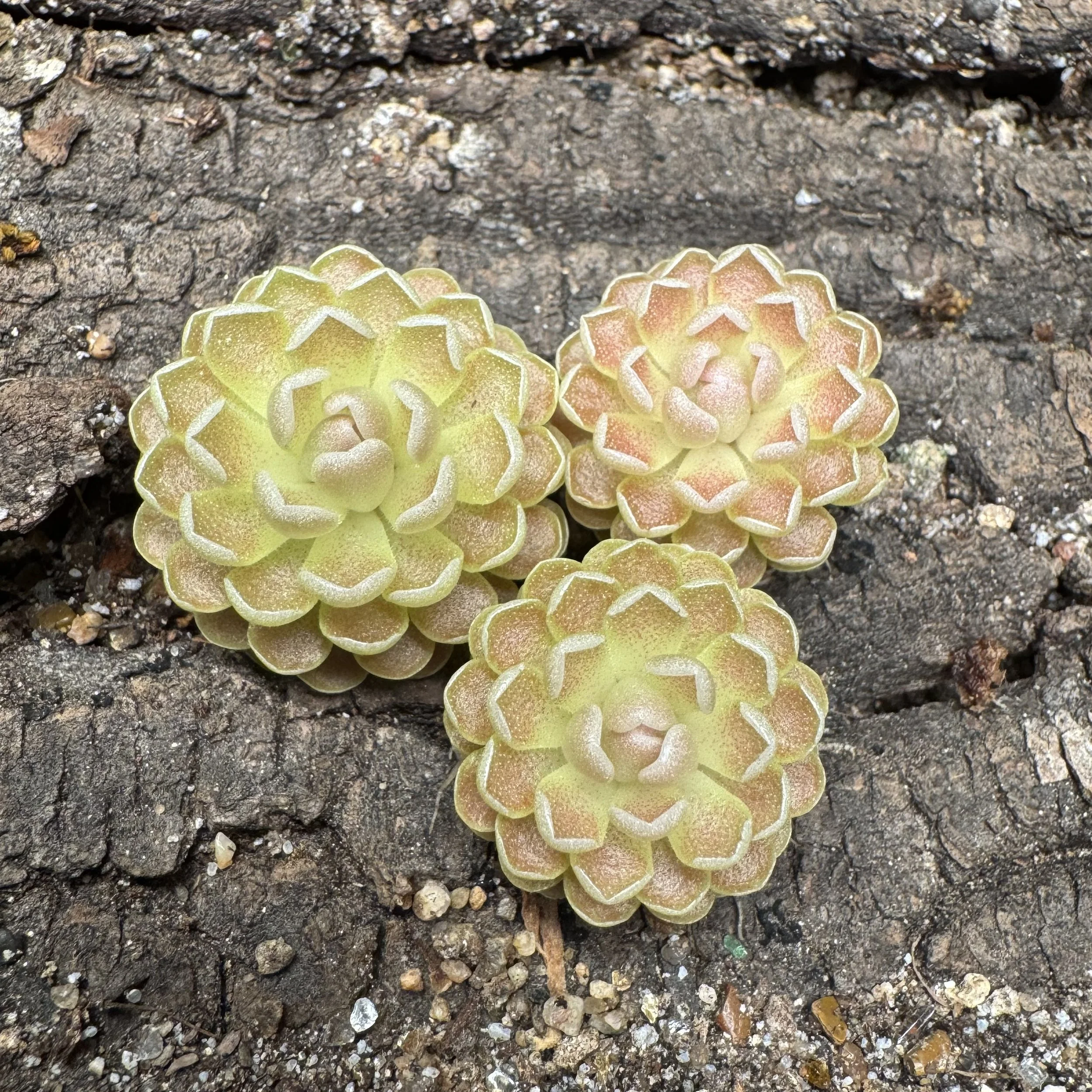 Pinguicula Ehlersiae {Ixmiquilpan}