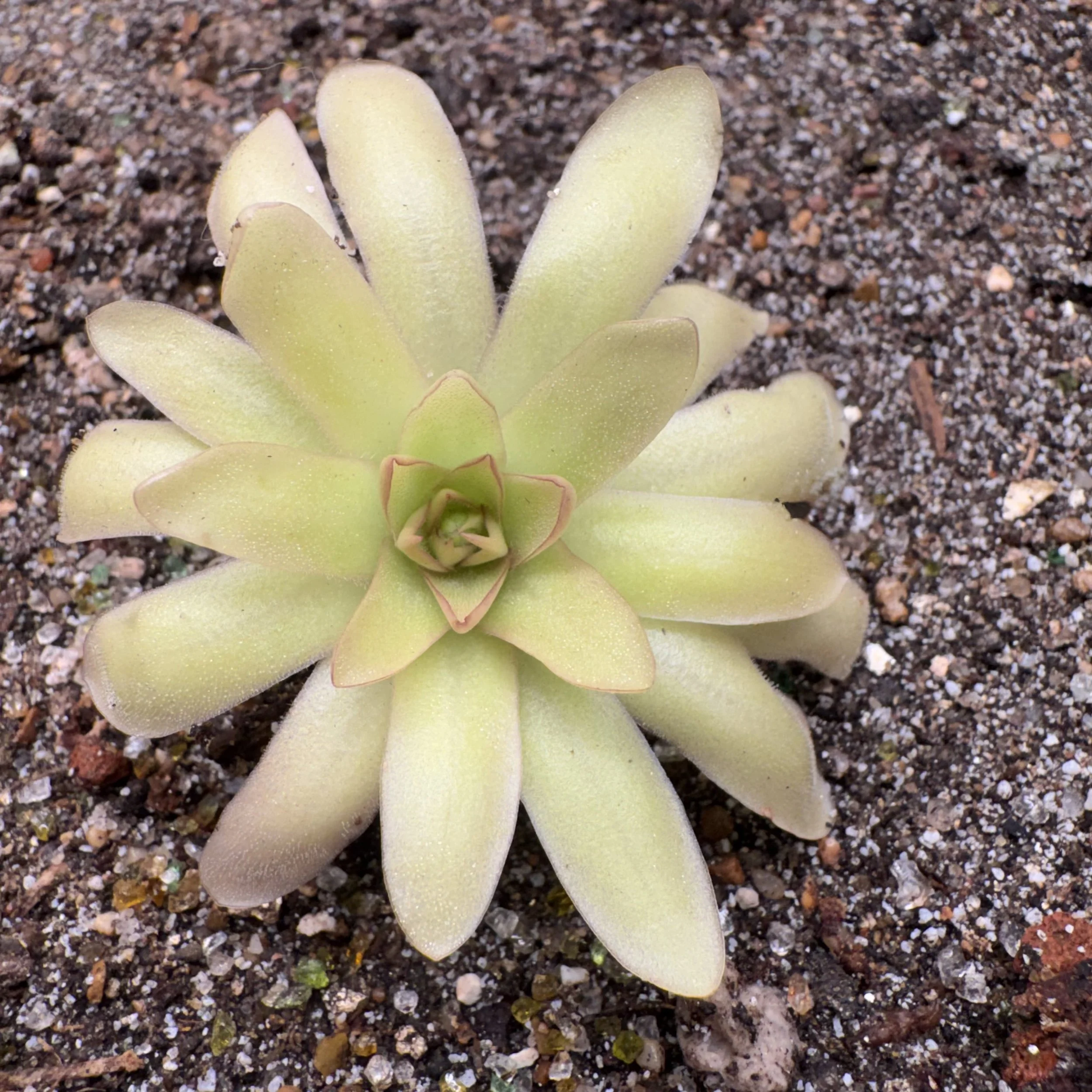 Pinguicula Lady