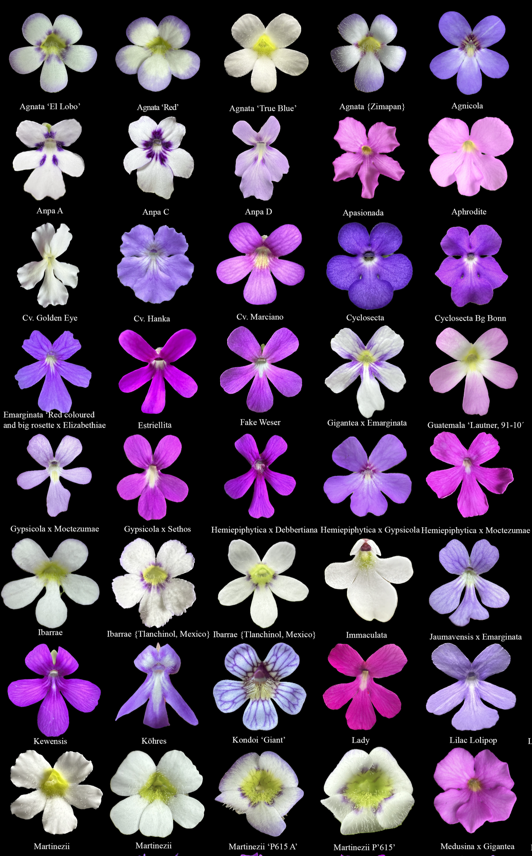 A collection of various orchid flowers arranged in rows, each labeled with their specific names and hybrids, showcasing different colors, shapes, and patterns.