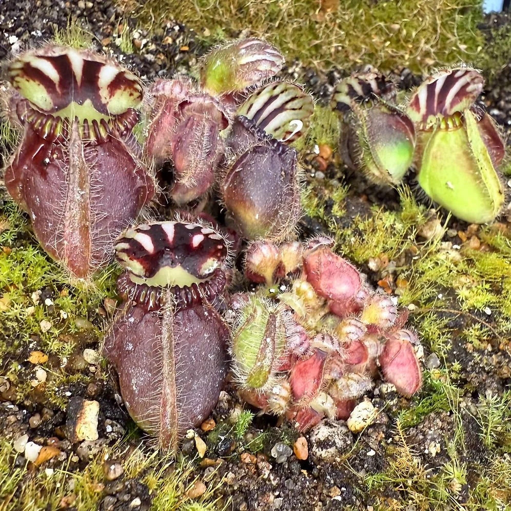 Cephalotus follicularia