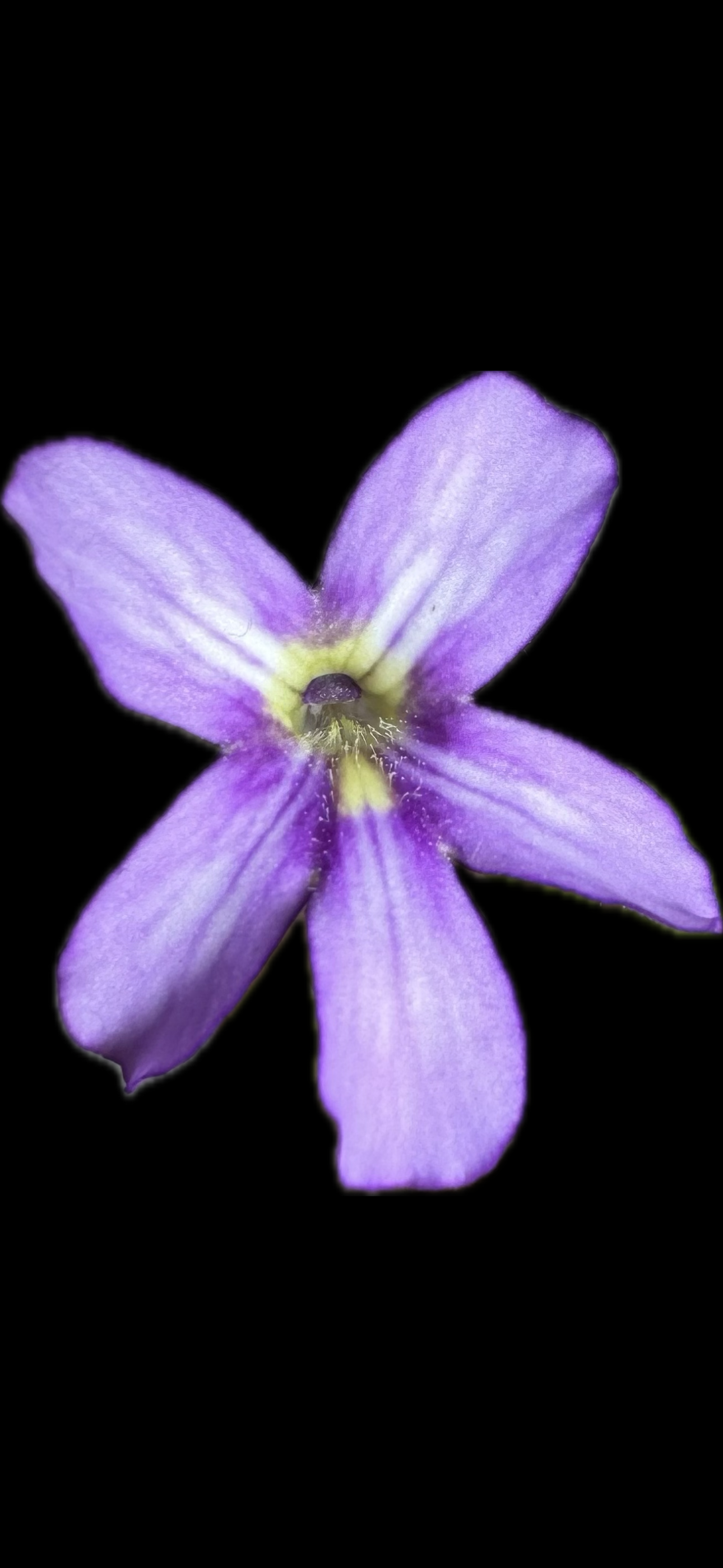 Pinguicula Gigantea 'Red blush' x Libelulita