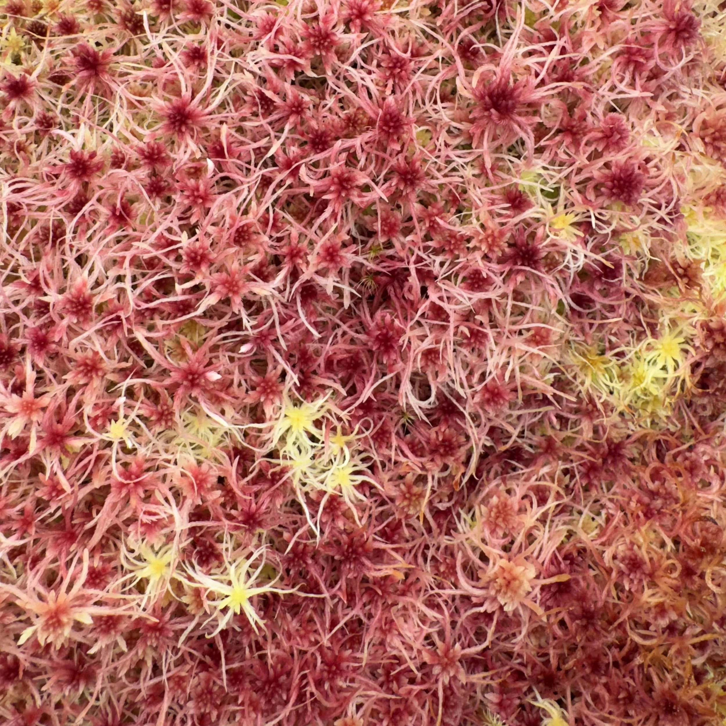 Close-up of a dense cluster of pink and yellow flowers with thin, spiky petals.