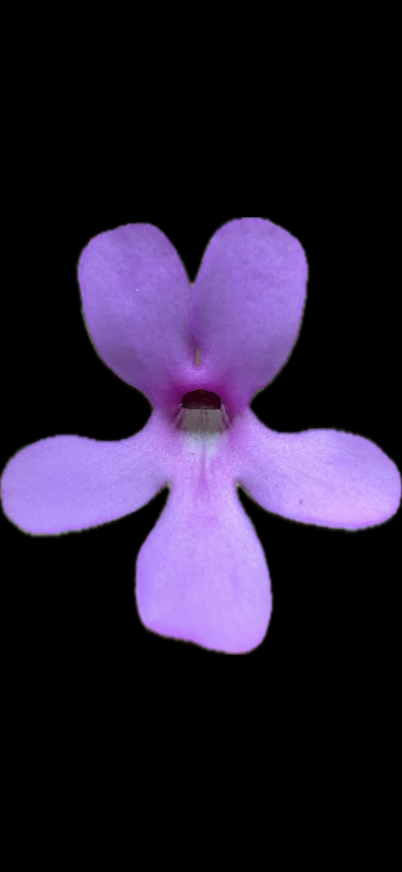 IMG_7282.png
