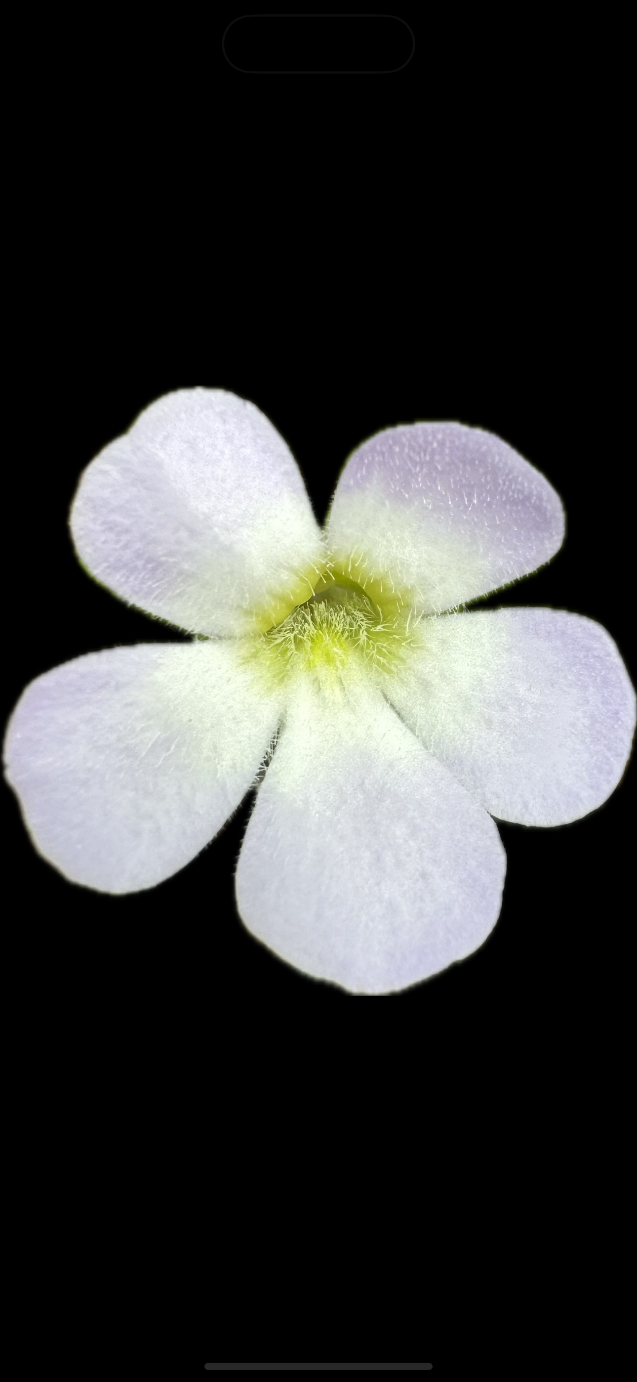 Pinguicula Pilosa