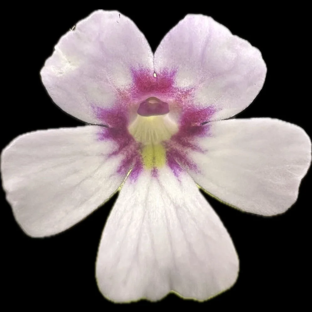 Pinguicula Snow Angel