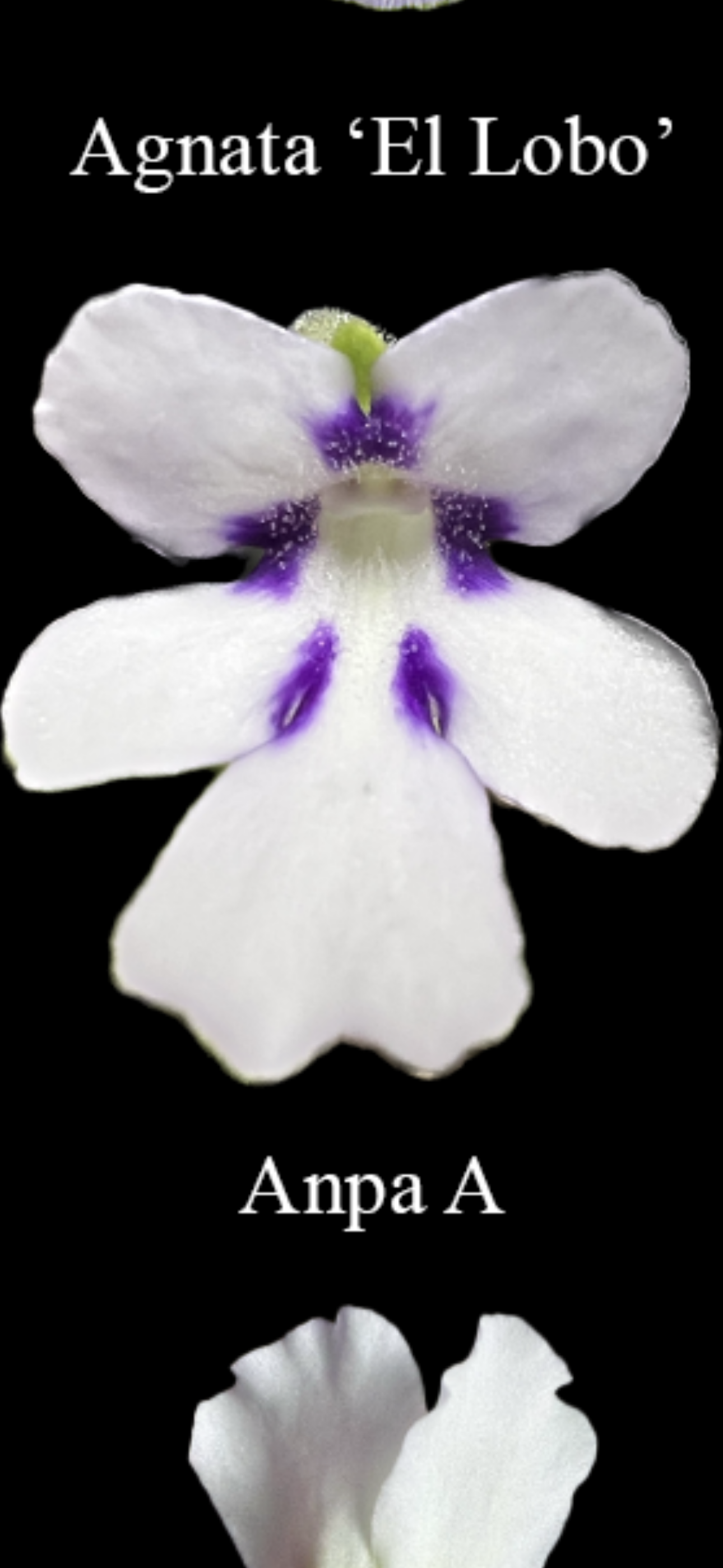 Pinguicula Anpa A