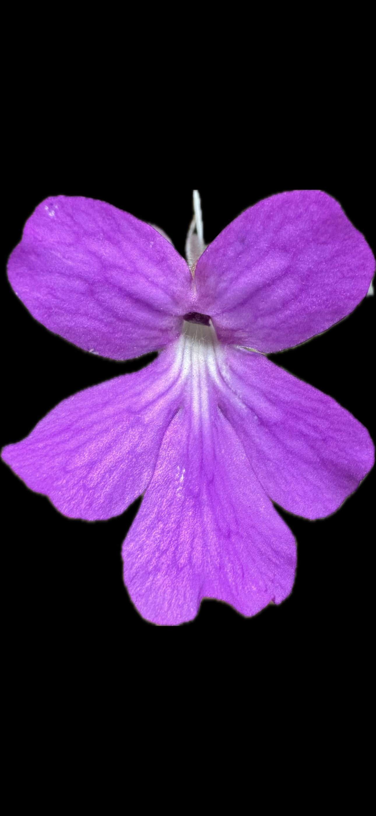 IMG_6667.png
