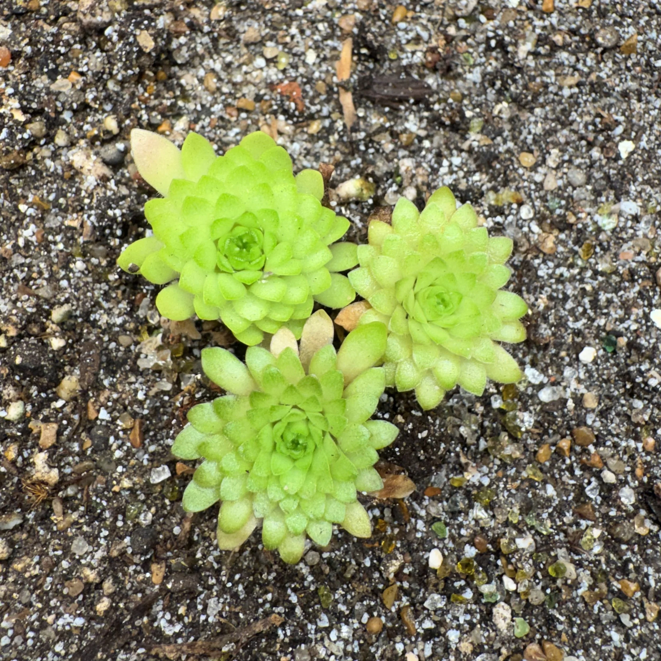 Pinguicula Heterophylla x Sethos