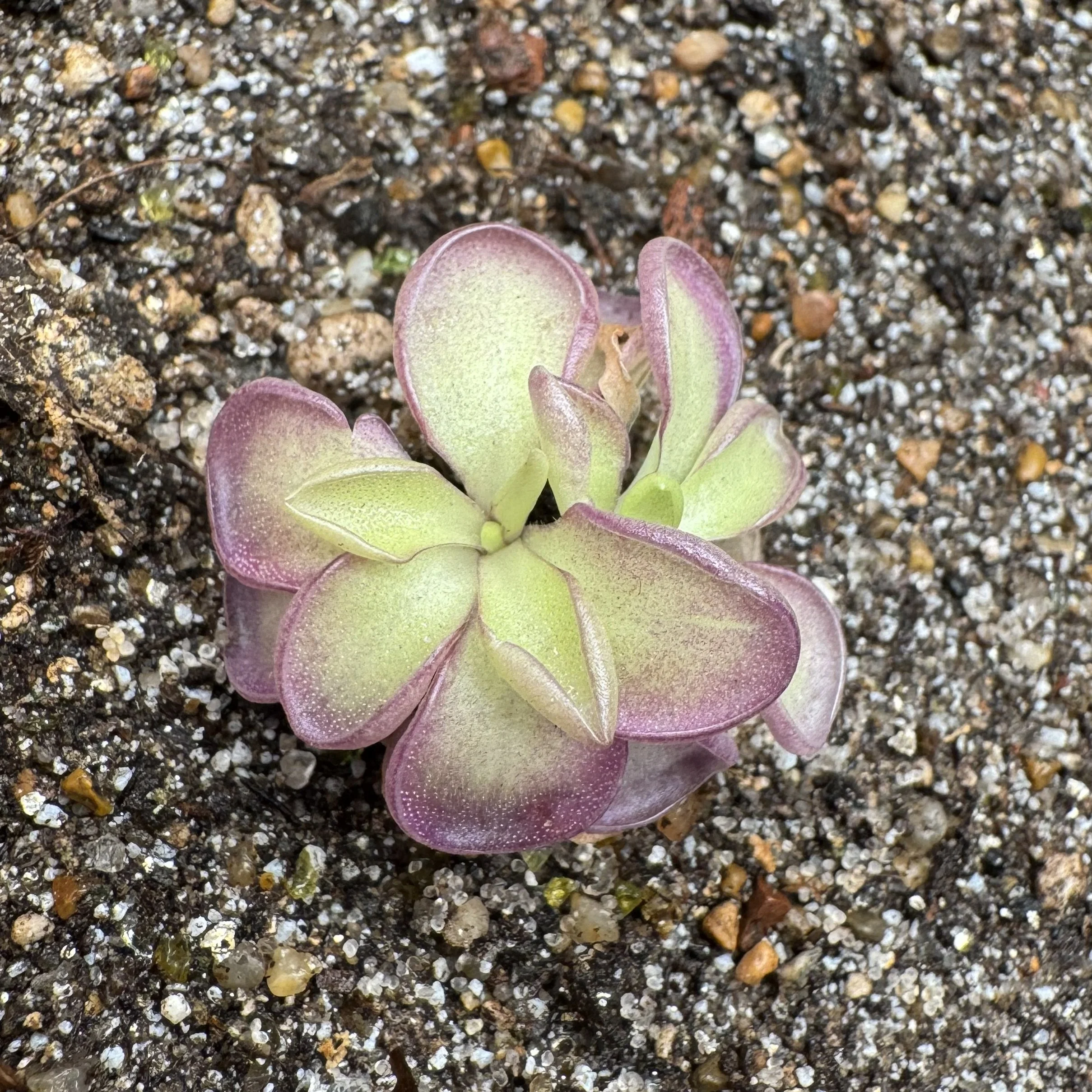 Pinguicula Gigantea x Cyclosecta