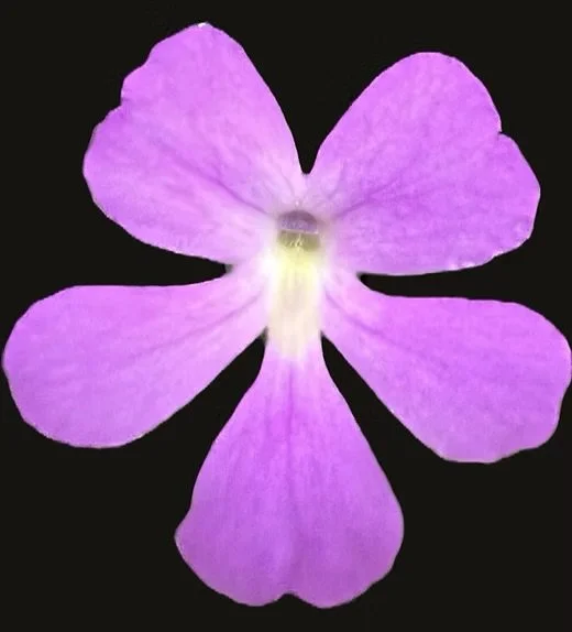 Pinguicula Emarginata x Moctezumae