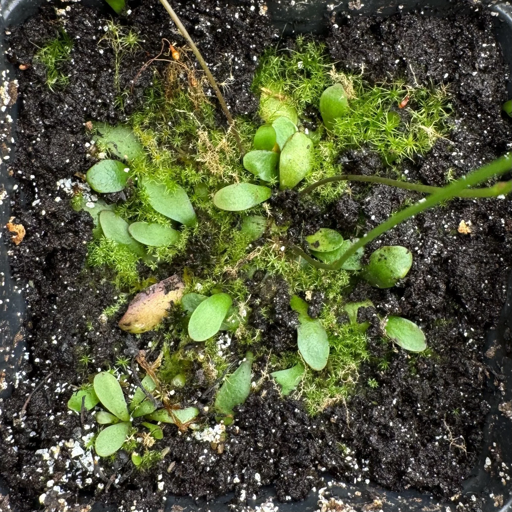 Close-up of soil with small green seedlings and moss growing in a garden pot.