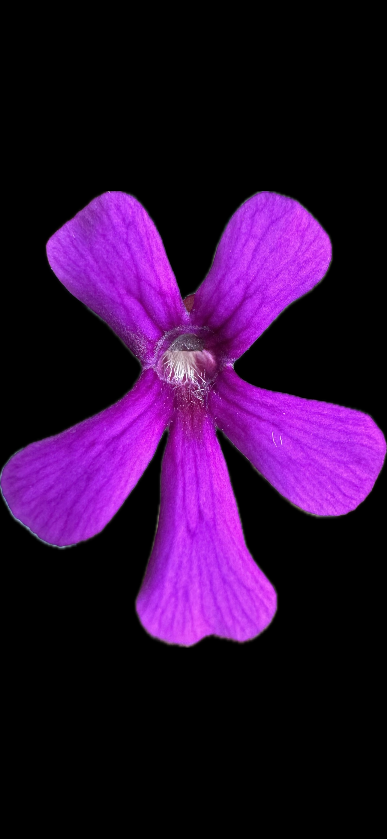 IMG_7332.png