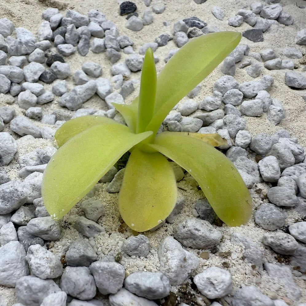 Pinguicula Gigantea 'White flower; BCP ID 525''