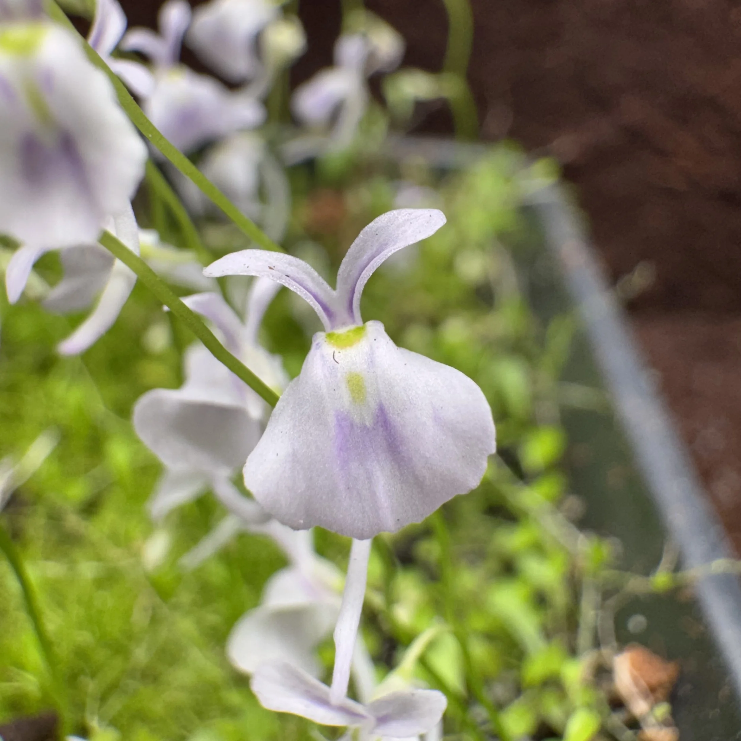 Utricularia sandersonii