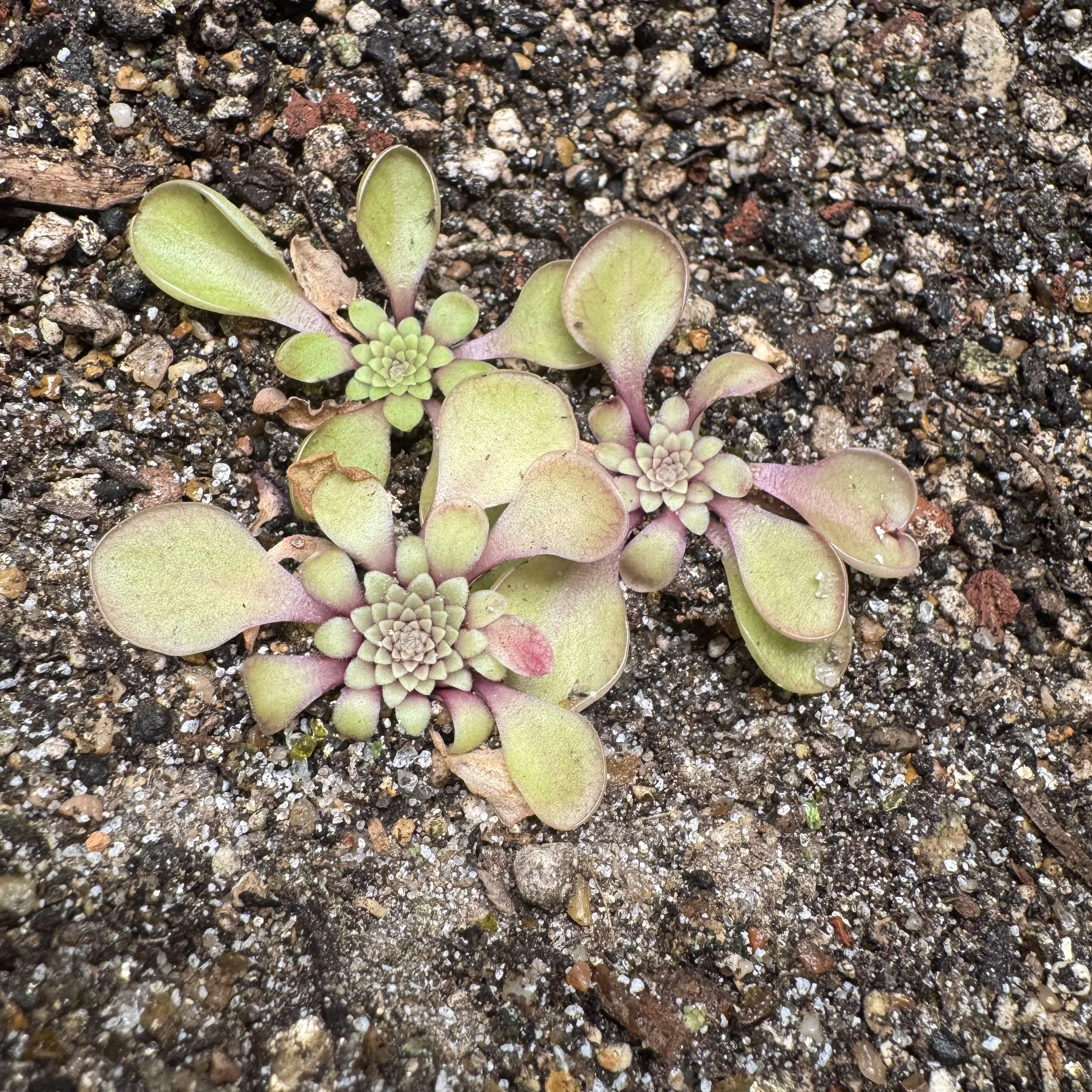 Pinguicula Moranensis Near Huahuapan