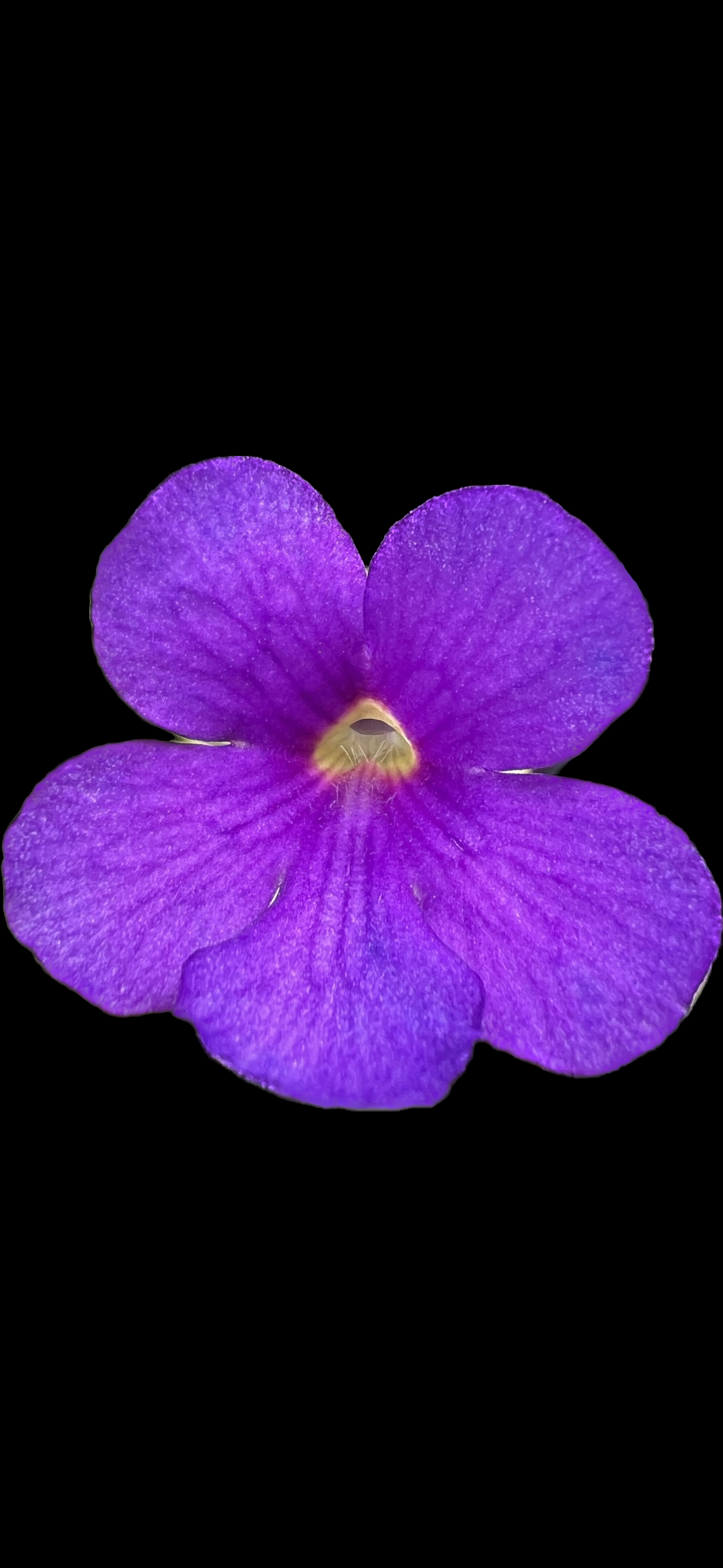 IMG_7286.png