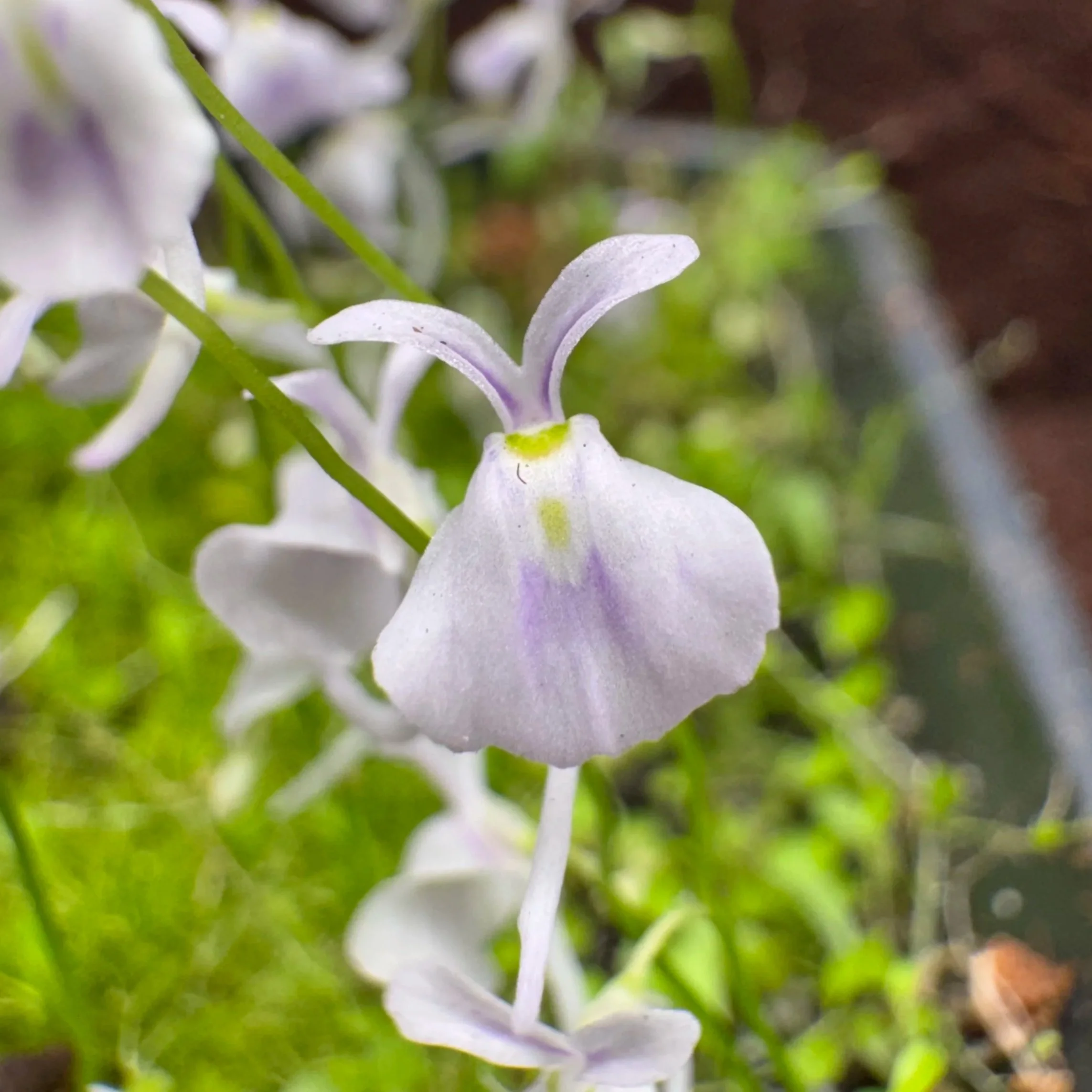 Close-up of a delicate white and purple flower with green leaves in the background.