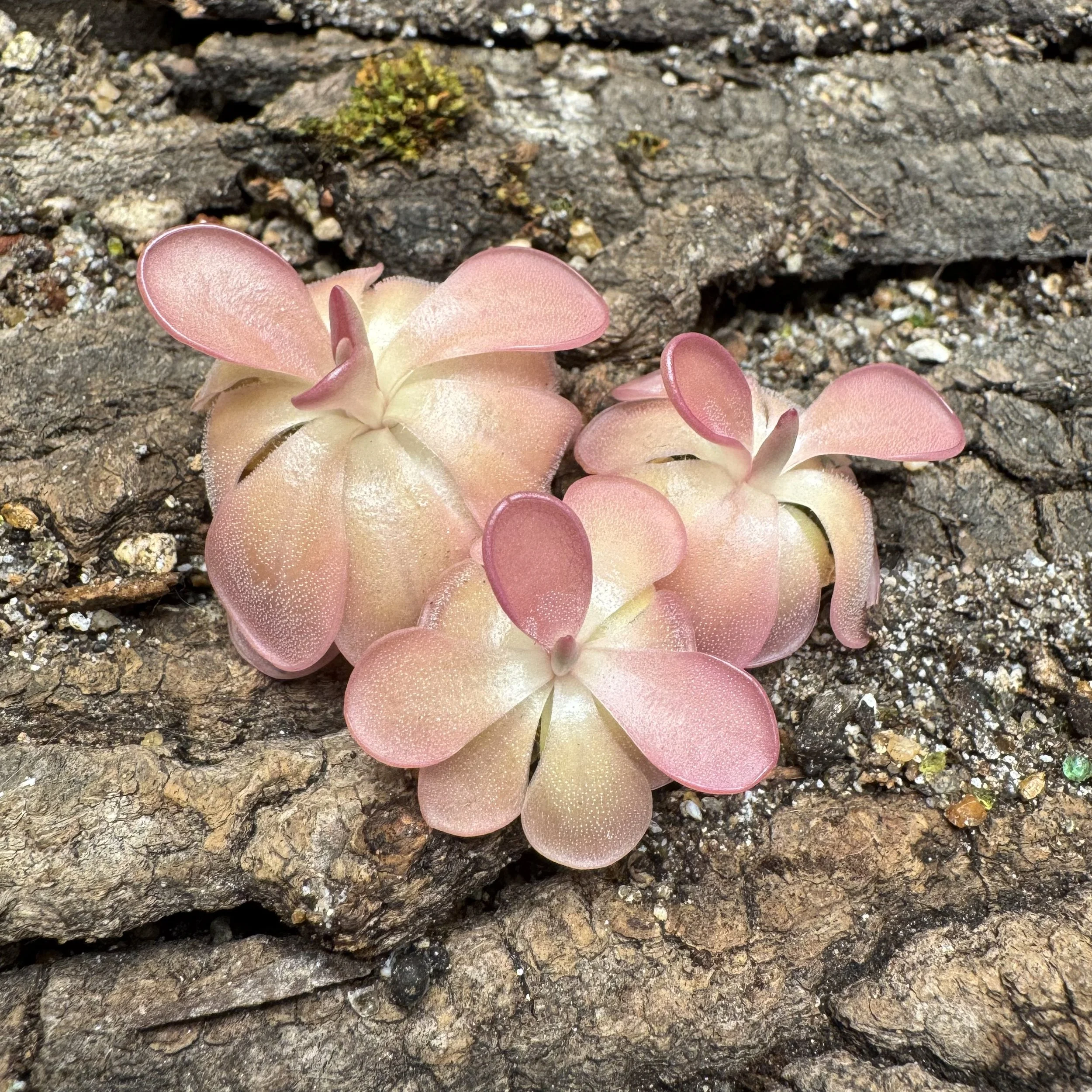 Close-up of pastel pink and cream succulents with rounded leaves growing on rough, textured bark.