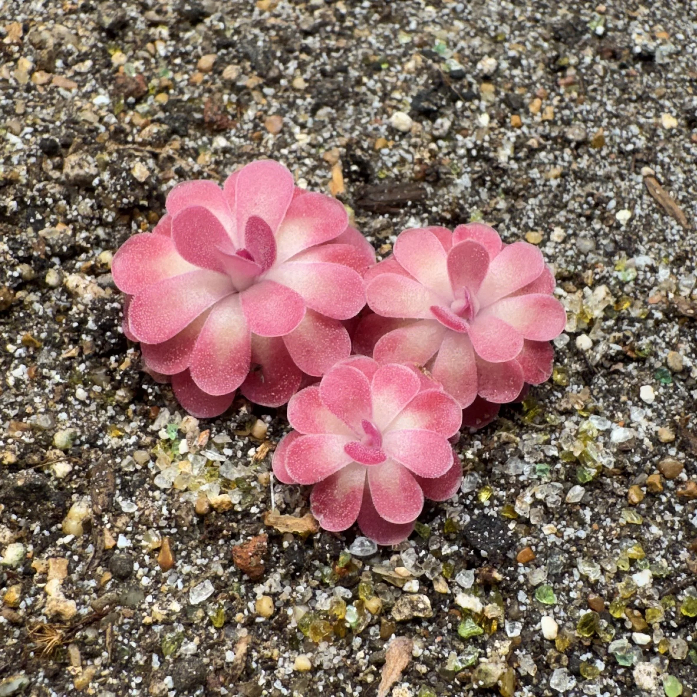 Pink and white succulent plant on sandy ground with small rocks and pebbles.