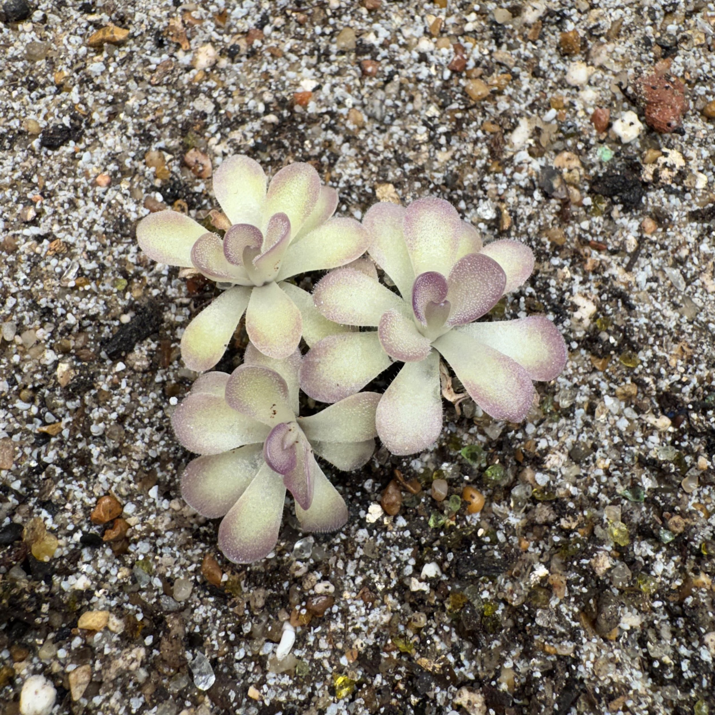 Pinguicula Penny