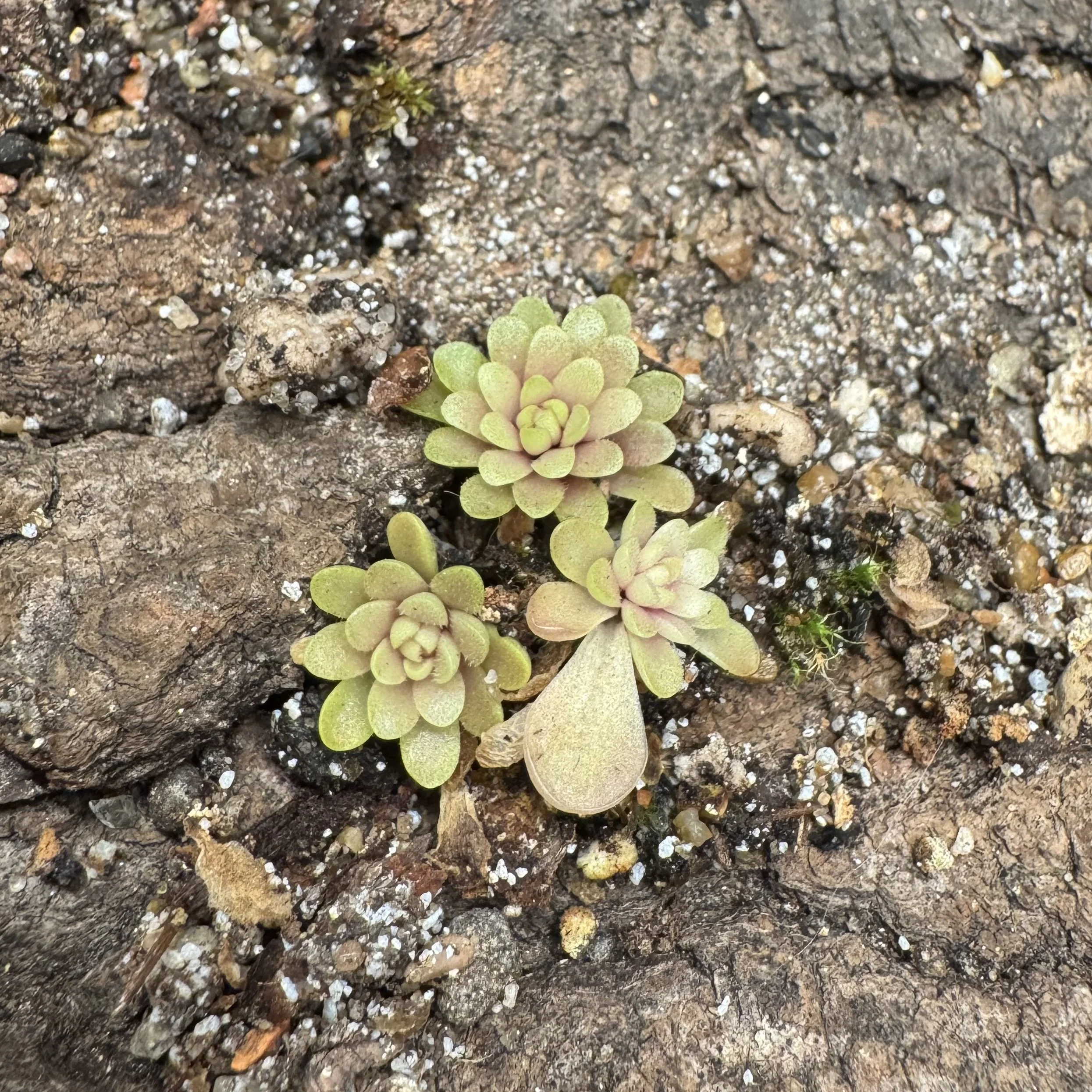 Pinguicula Esseriana 'Black leaf' x Potosiensis