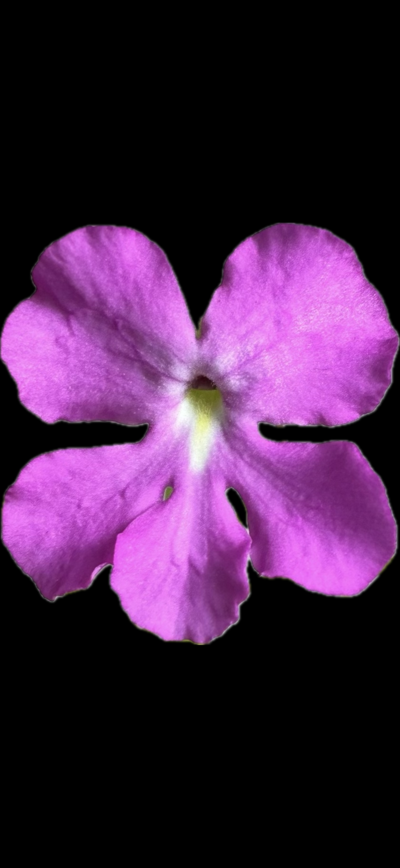 IMG_7342.png