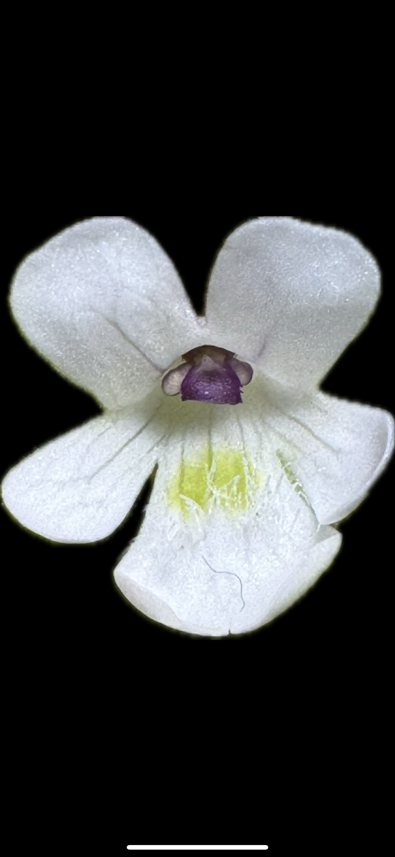 IMG_7337.png