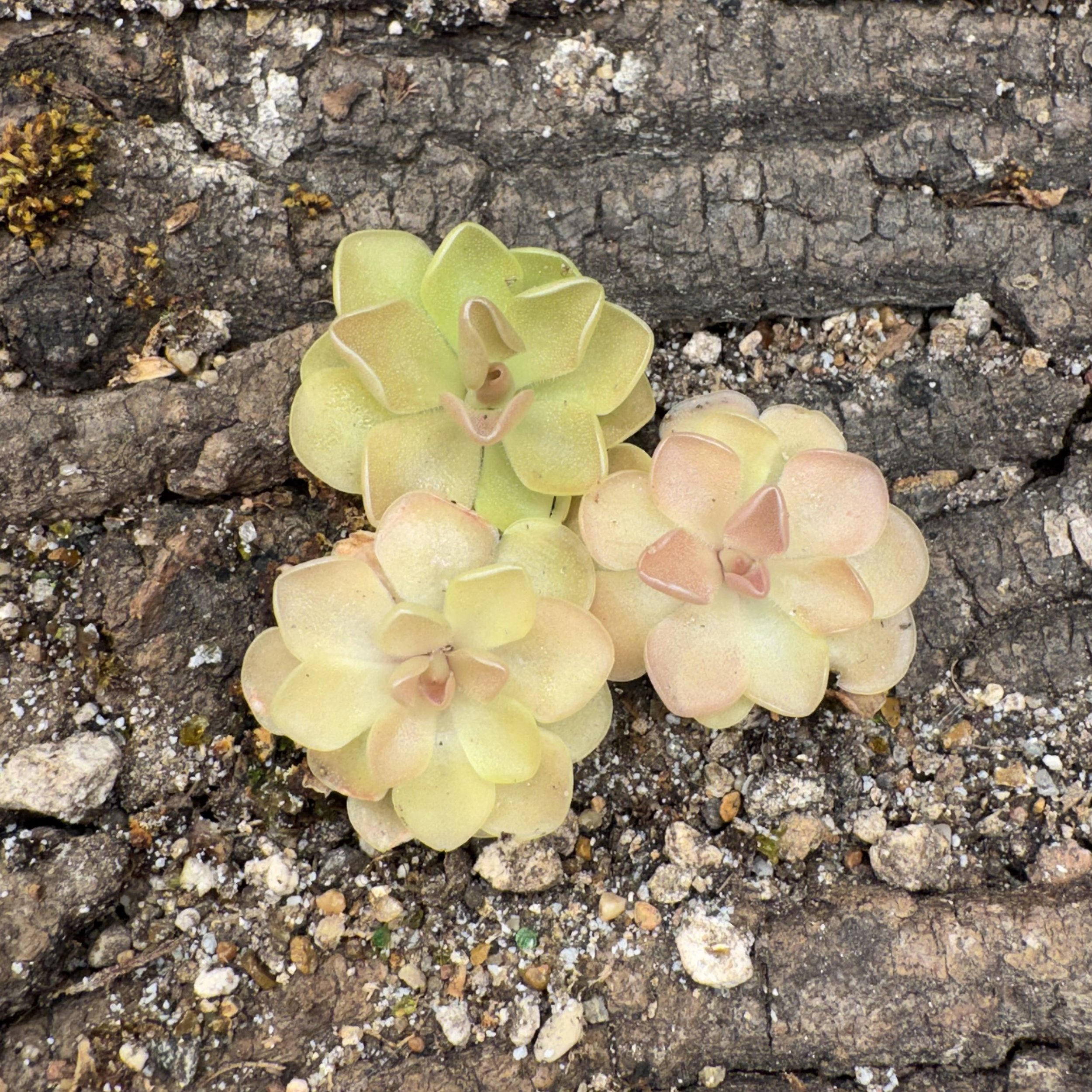 Pinguicula Sethos