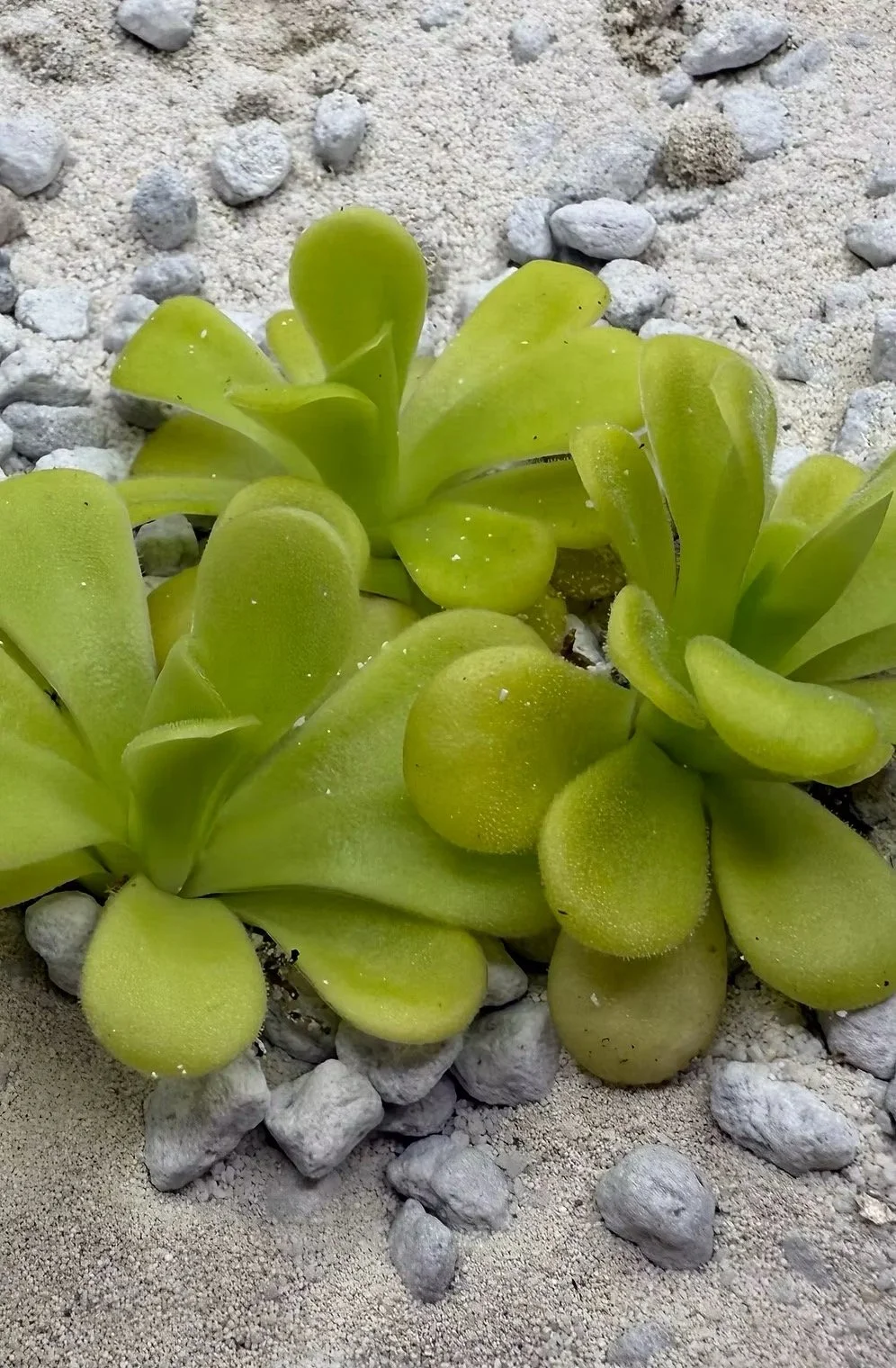 Pinguicula Agnata 'True blue'