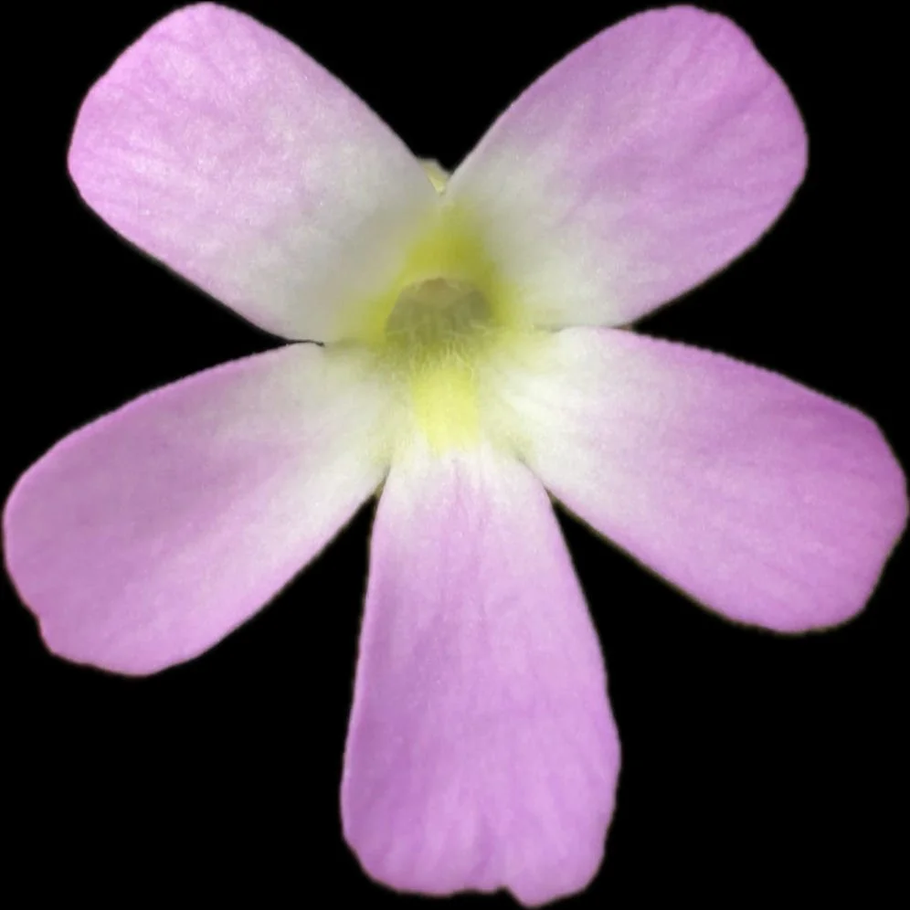 Pinguicula Guatemala "Lautner, 91-10"