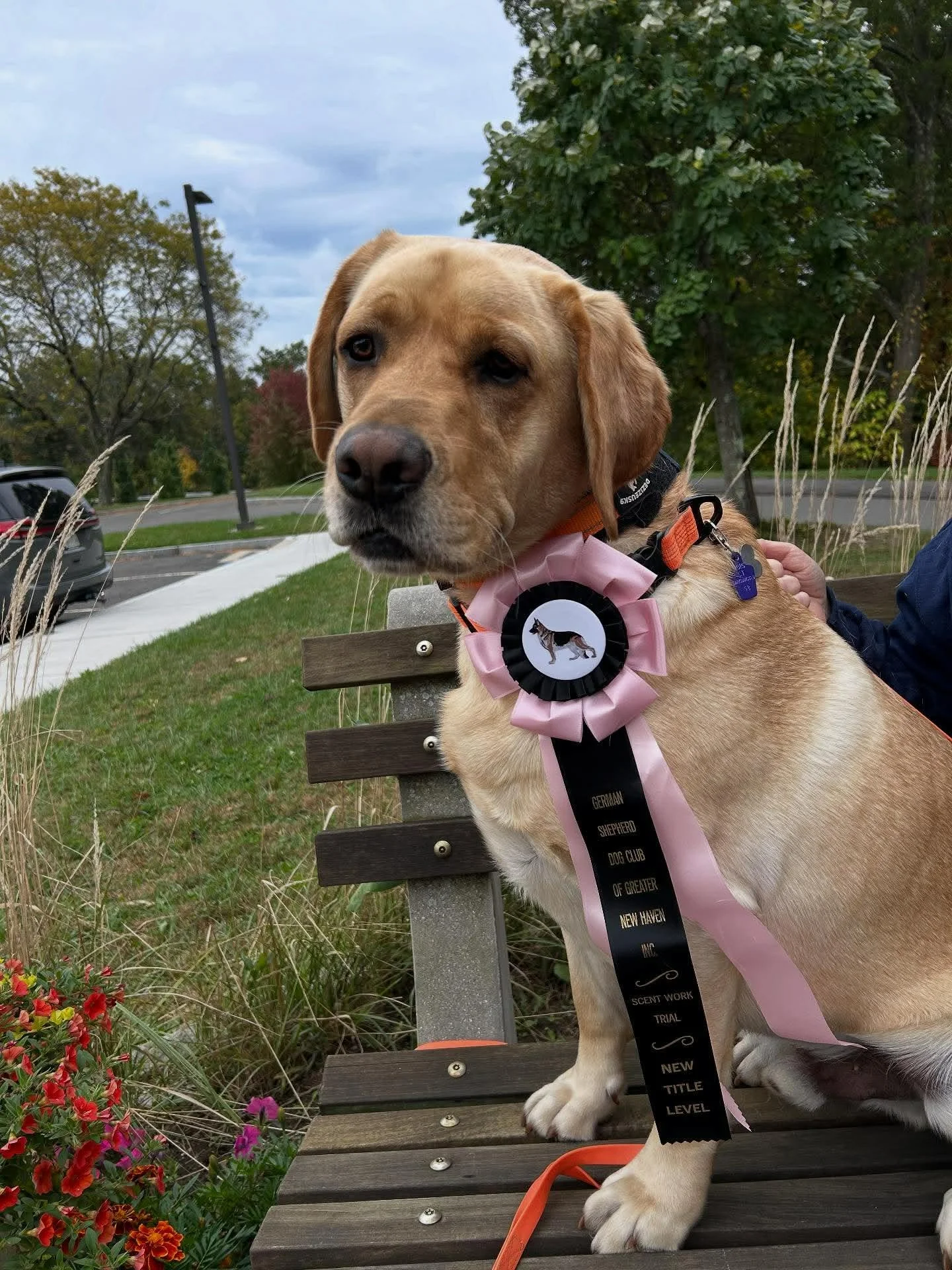 Maverick with his show ribbons from AKC Scent Work Trials 