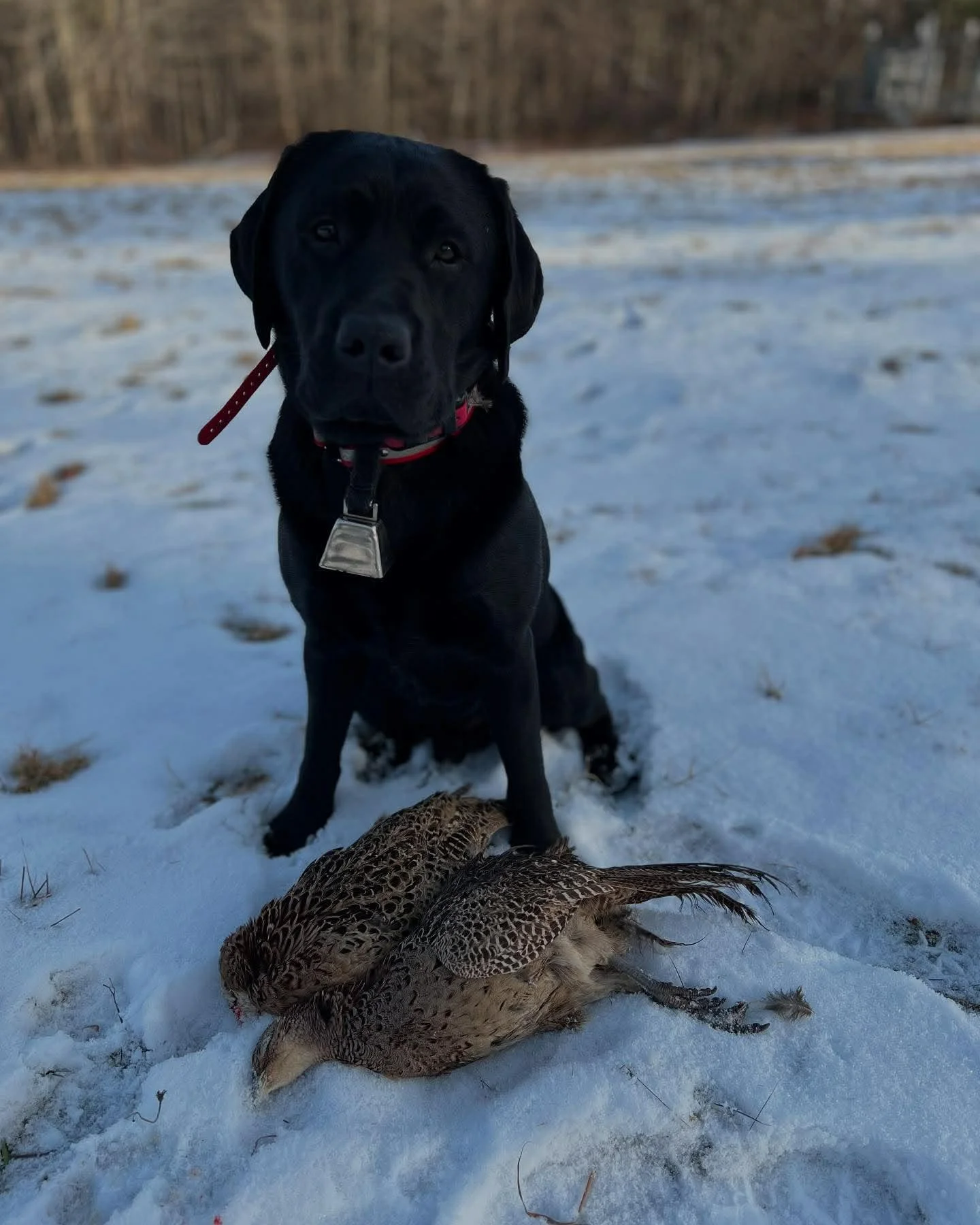 Gauge showing his job well done