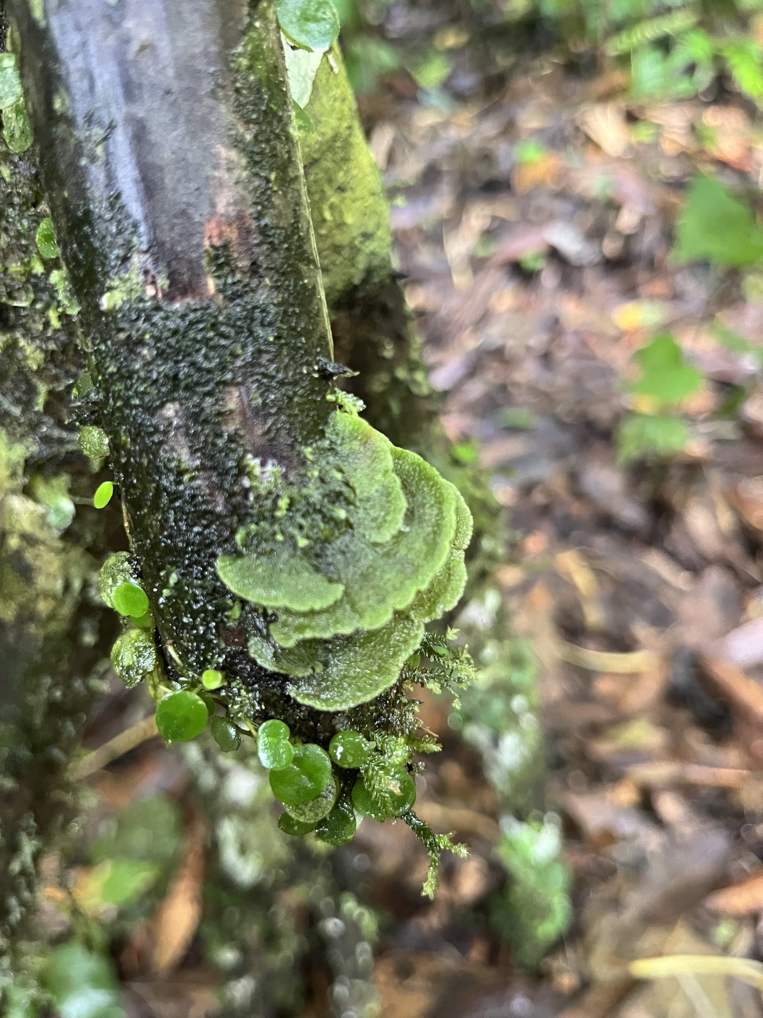 Close-up of moss and lichen growing on a tree trunk in a forest.