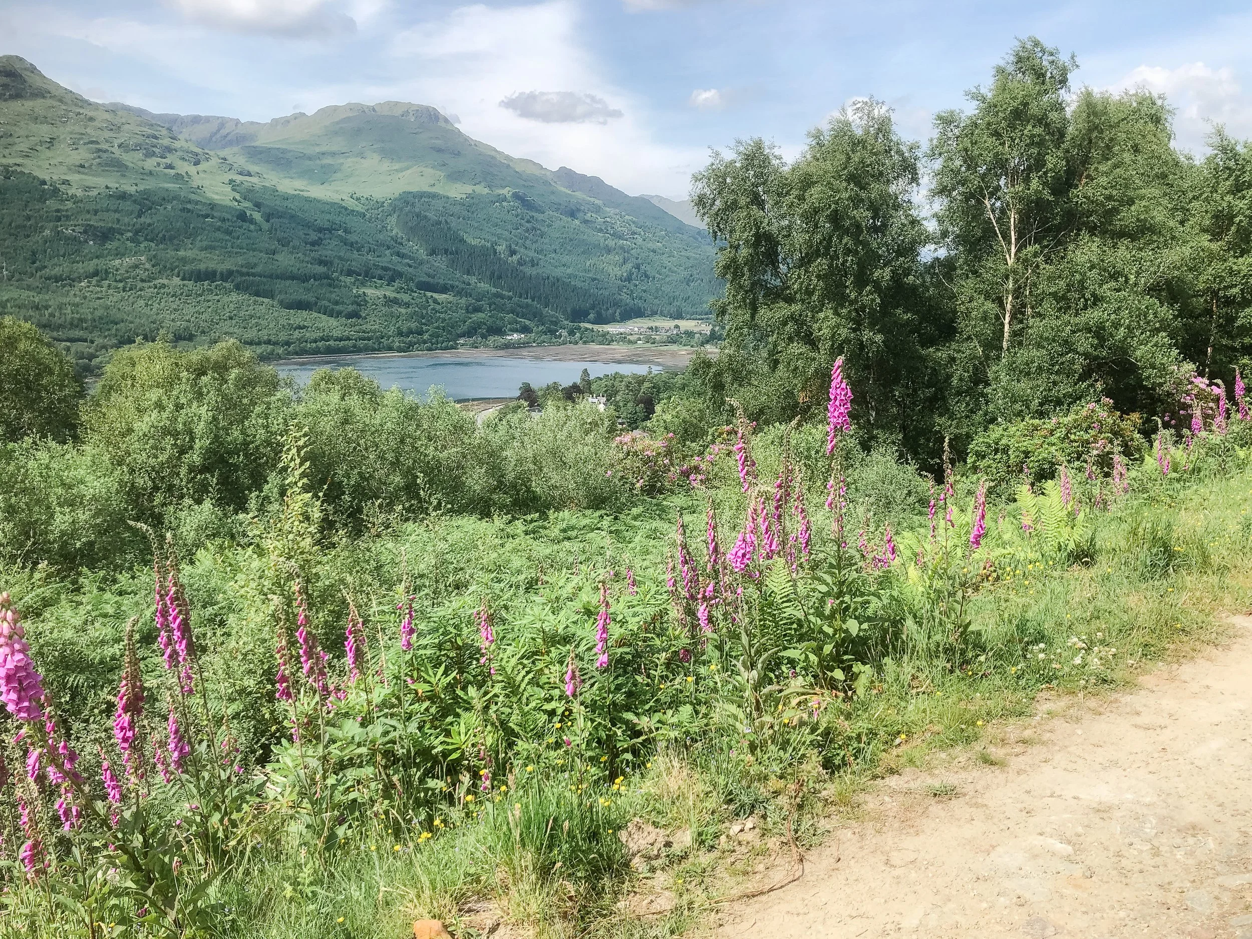 Stage 3 Foxgloves .jpg