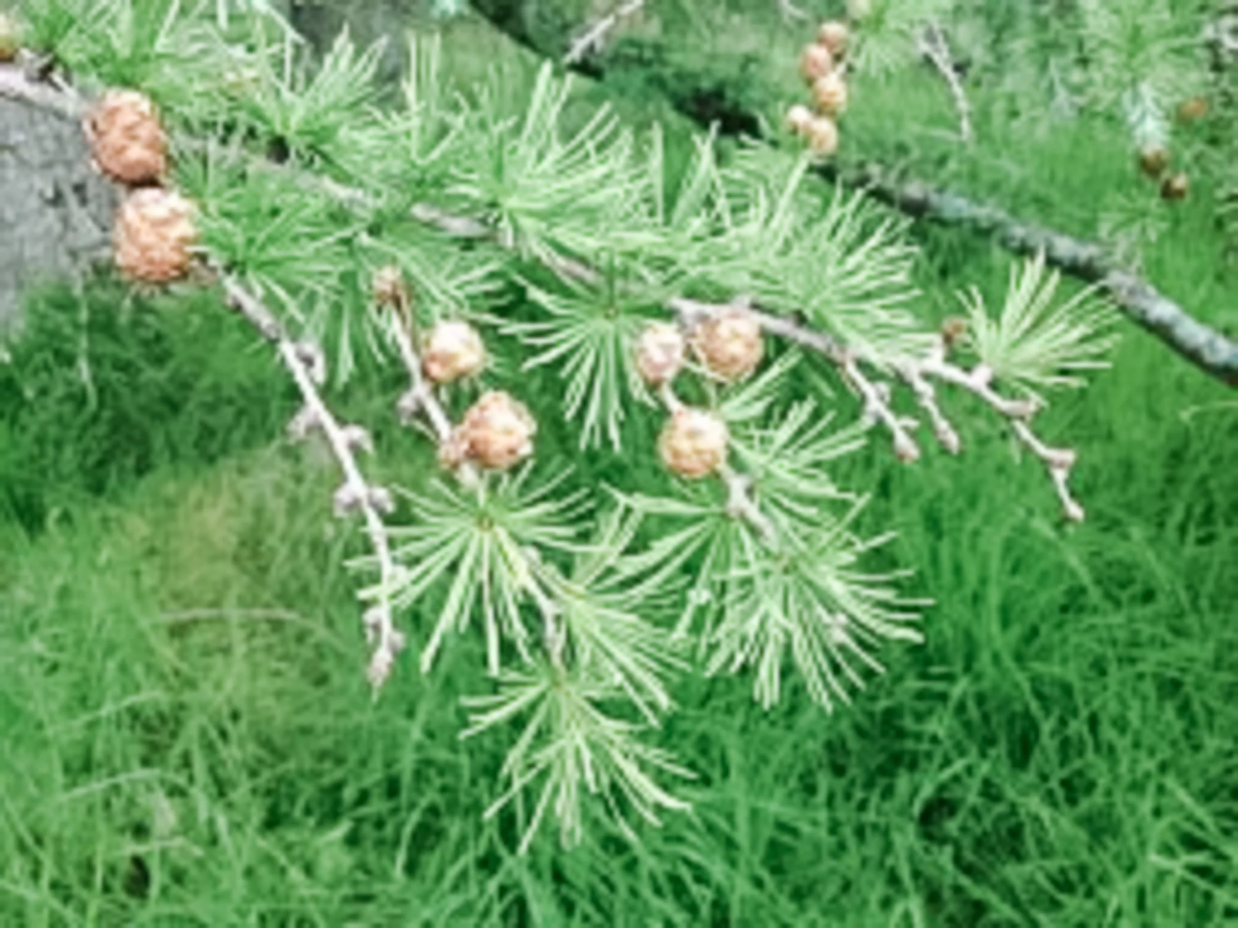 Stage 3 Larch branch.jpg