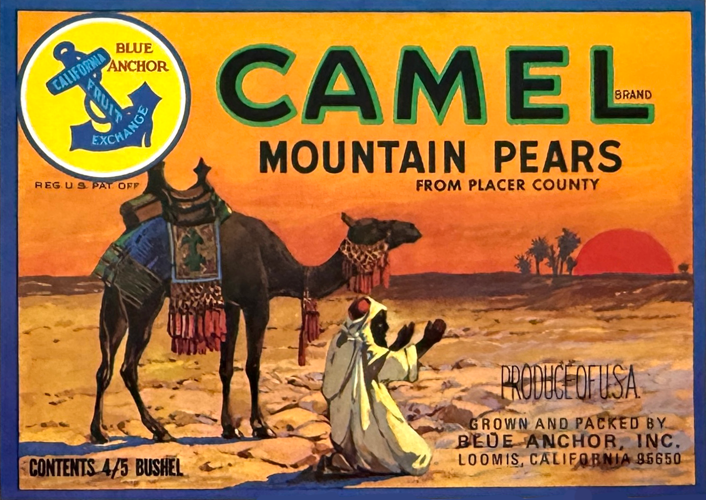 Colorful vintage-style produce packaging for Camel Mountain Pears from Placer County, featuring an illustration of a camel adorned with colorful blankets and tassels, and a man in traditional clothing sitting on the ground, with a sunset and desert l