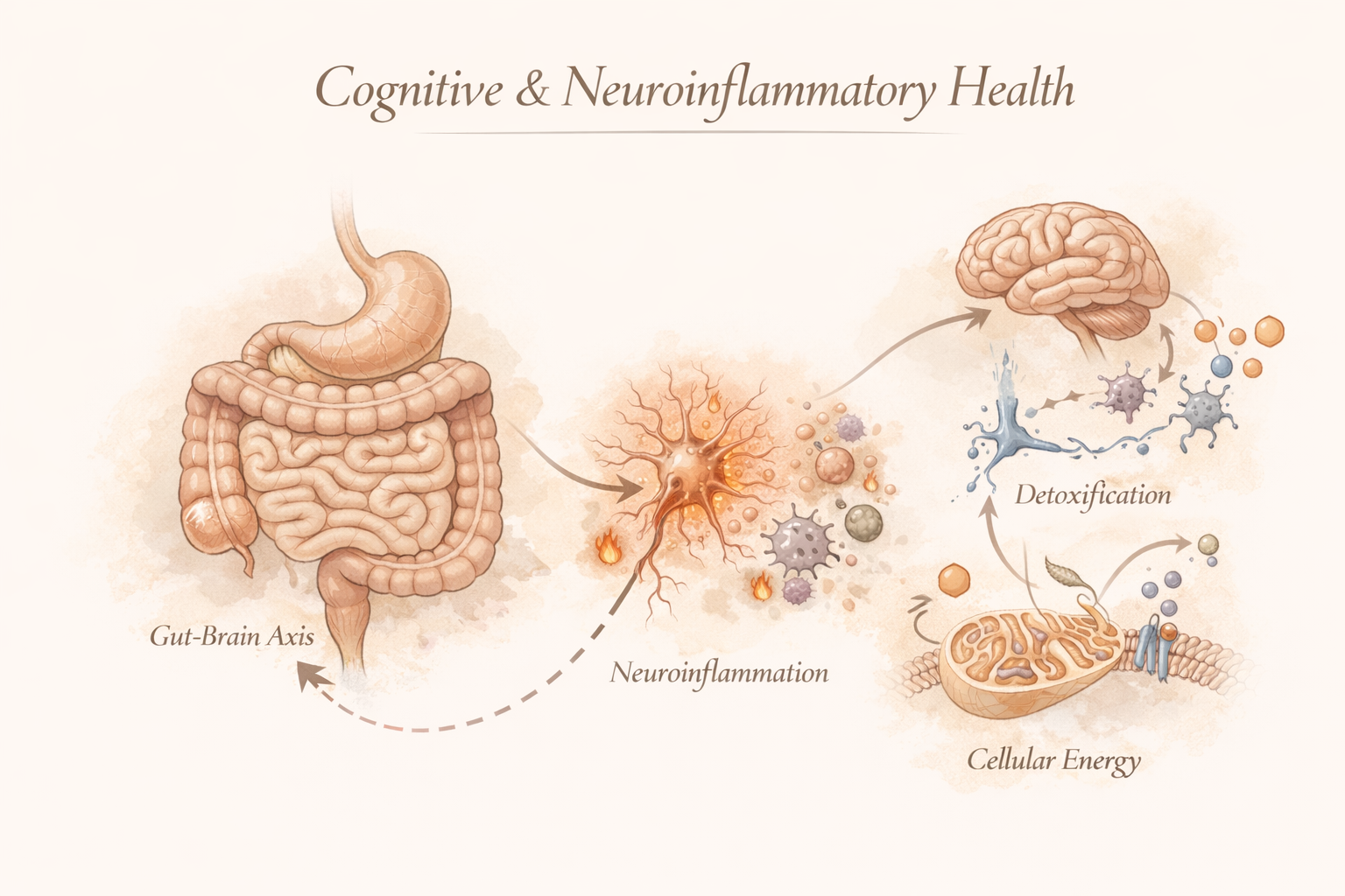 A diagram illustrating the connection between gut and brain health, showing the gut-brain axis, neuroinflammation, and the processes of cellular energy, detoxification, and neuroinflammatory health.
