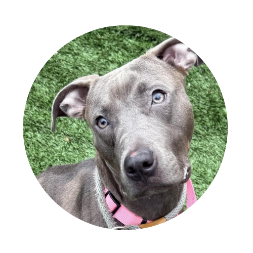 A gray dog with a pink collar