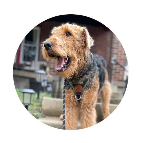 A happy Airedale Terrier puppy standing outdoors, panting with tongue out, near a house with a brick wall and a small garden.