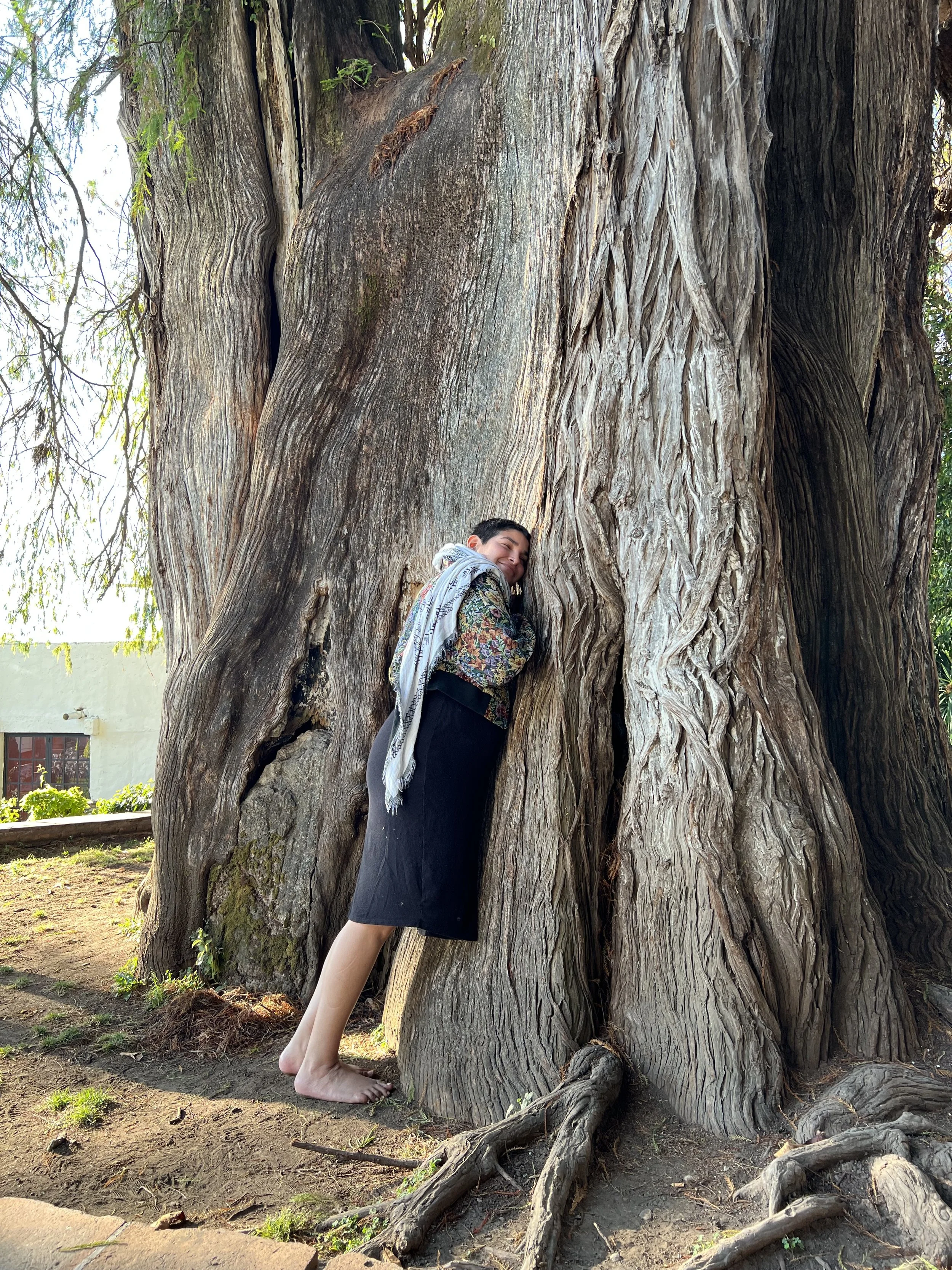 Person hugging a large, ancient tree with thick bark outdoors in a park or garden.