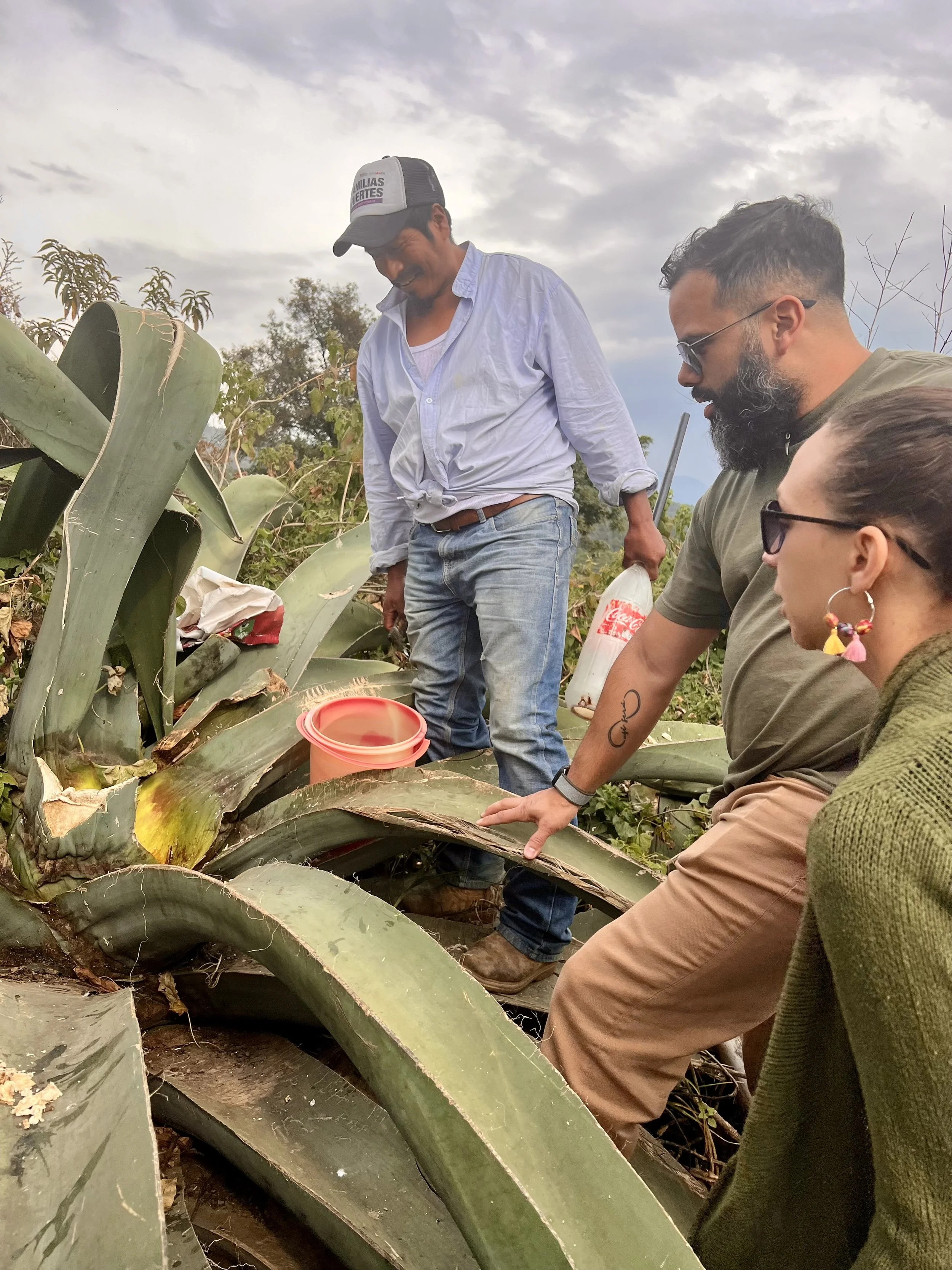 Three people gathered around large agave plants outdoors, engaged in an activity, with cloudy sky overhead.