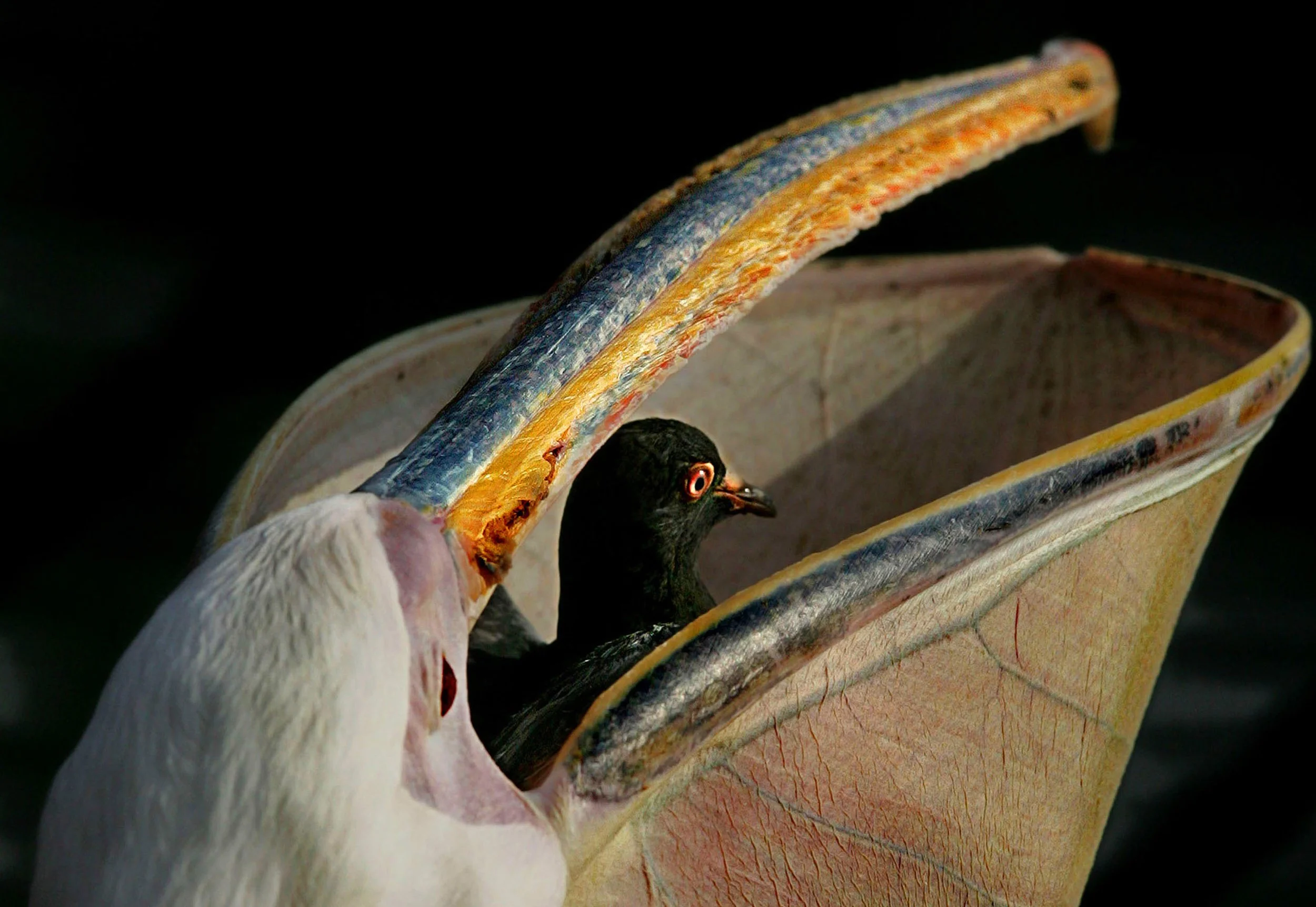 Pelican and pigeon, London.