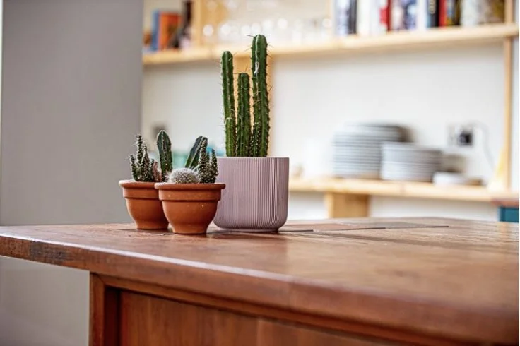 Three potted cacti on a wooden table with a background of shelves holding plates and books.