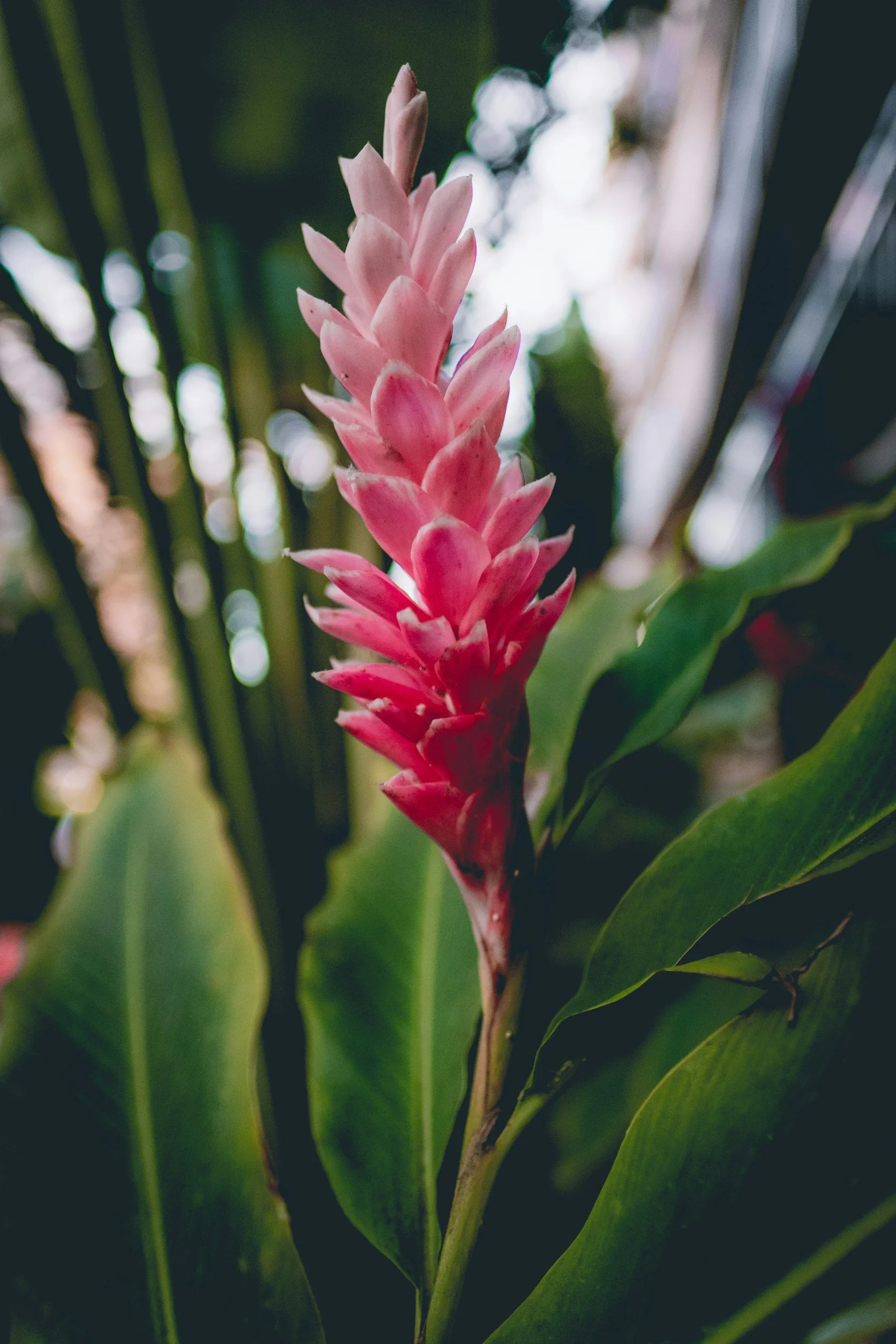 Close-up of a pink tropical flower with green leaves in background.